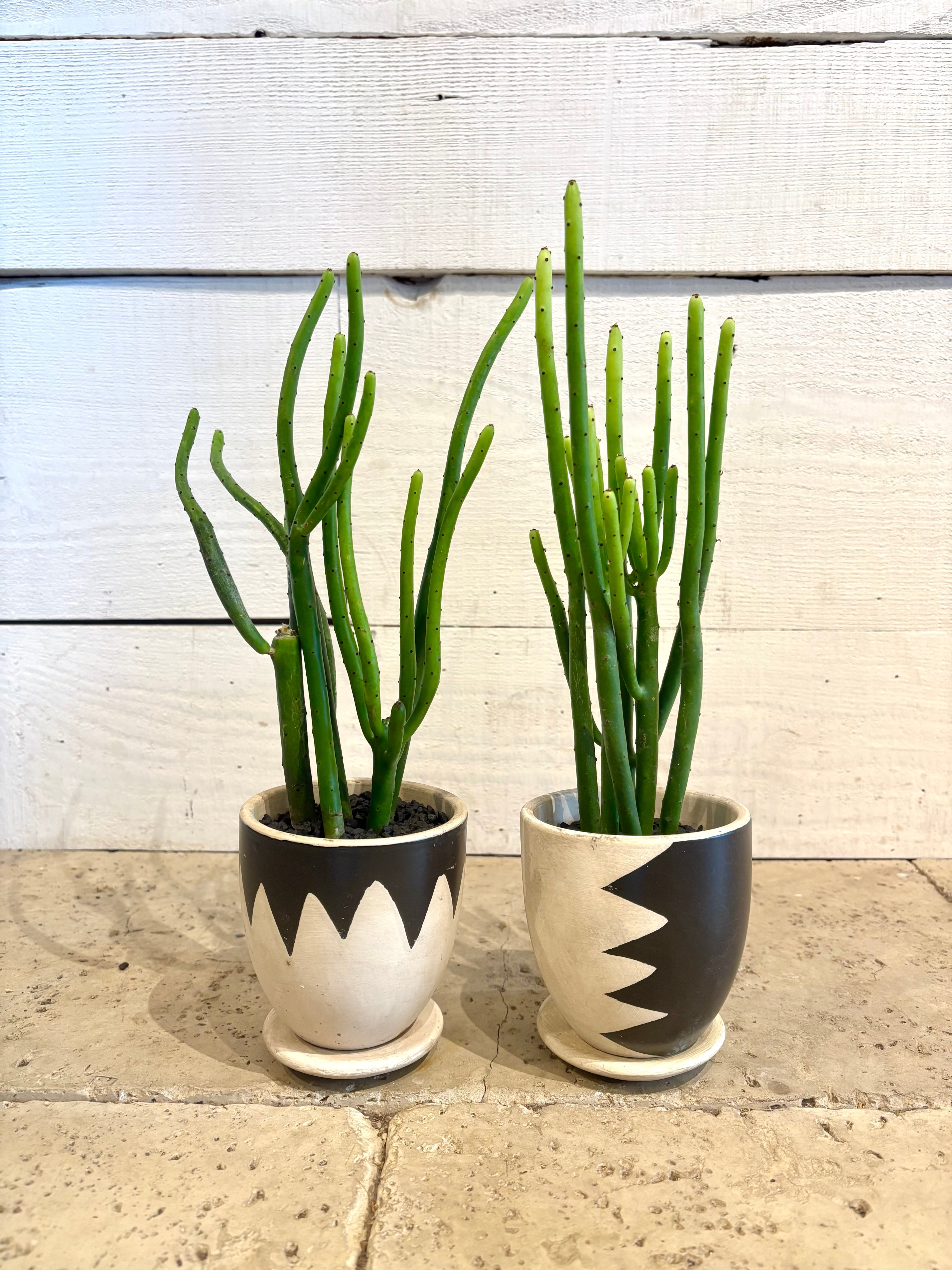 ユーフォルビア・オンコクラータ 陶器鉢入り( タテ柄 / ヨコ柄 ) ※φ9cm×H30cm