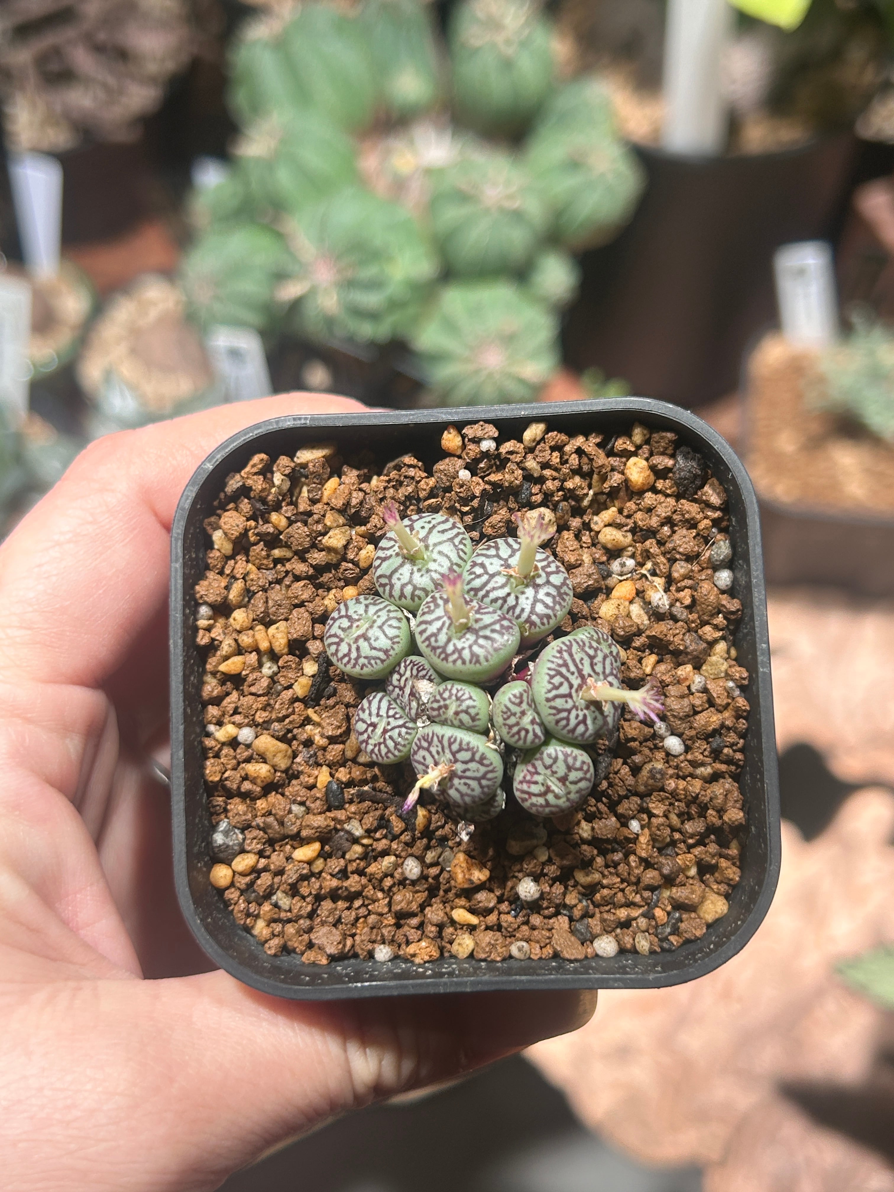 ユーベルマニア ベクチニフェラ 陶器鉢付き | アトリエRatel