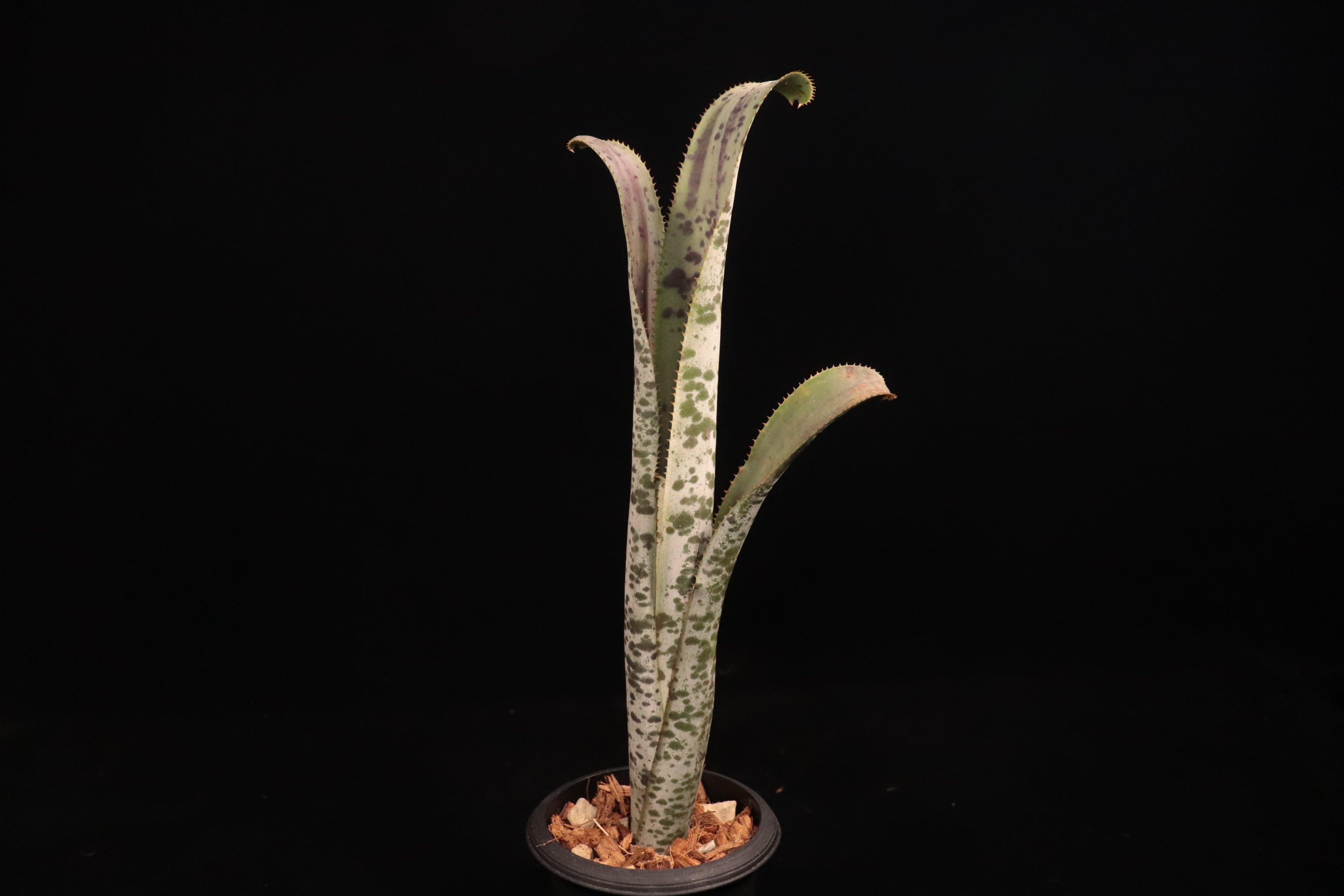 Quesnelia 'Tim Plowman'〔ケスネリア〕Q35 | plane plants