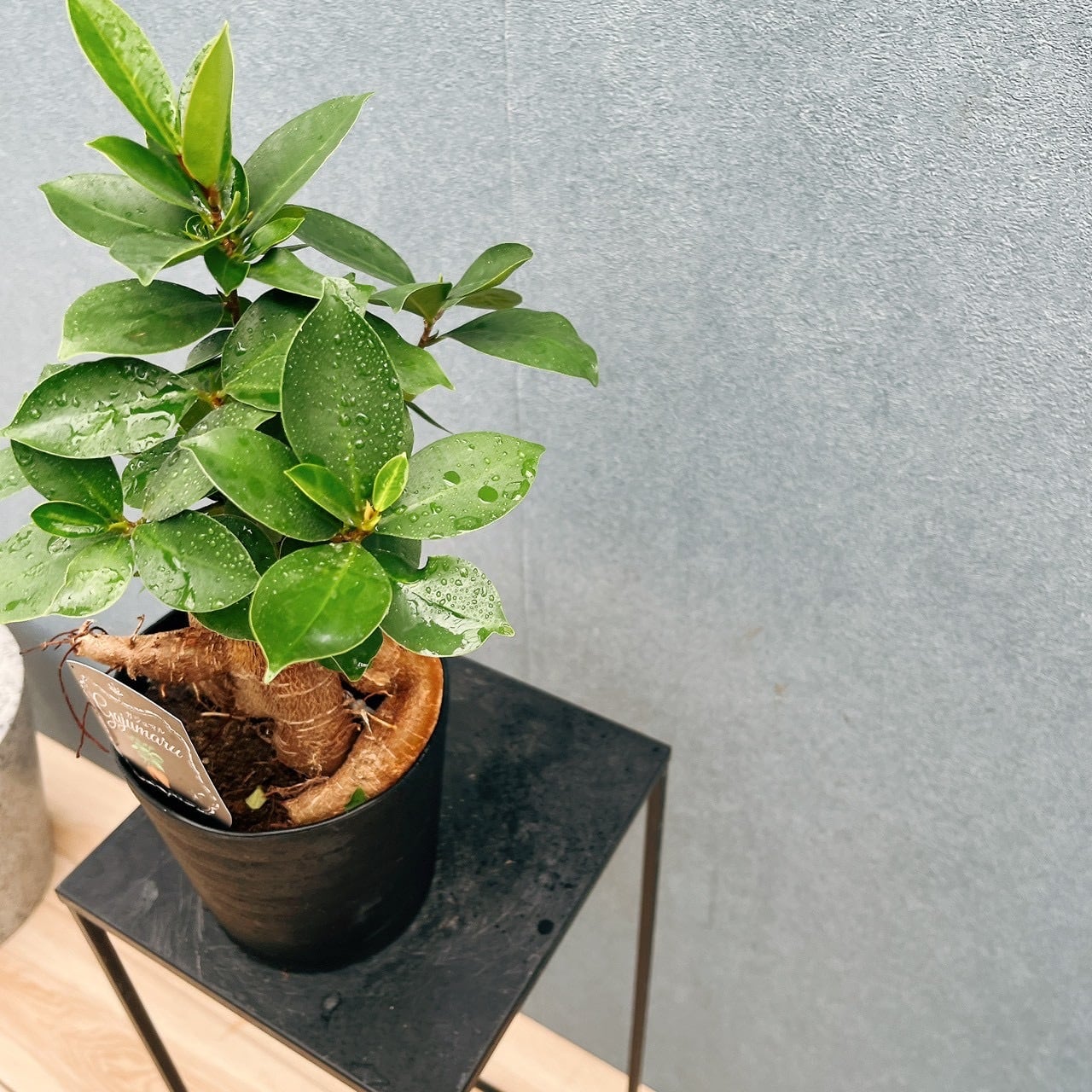 現品］ガジュマル 接木 5号 観葉植物 室内 ニンジンガジュマル ゴムの