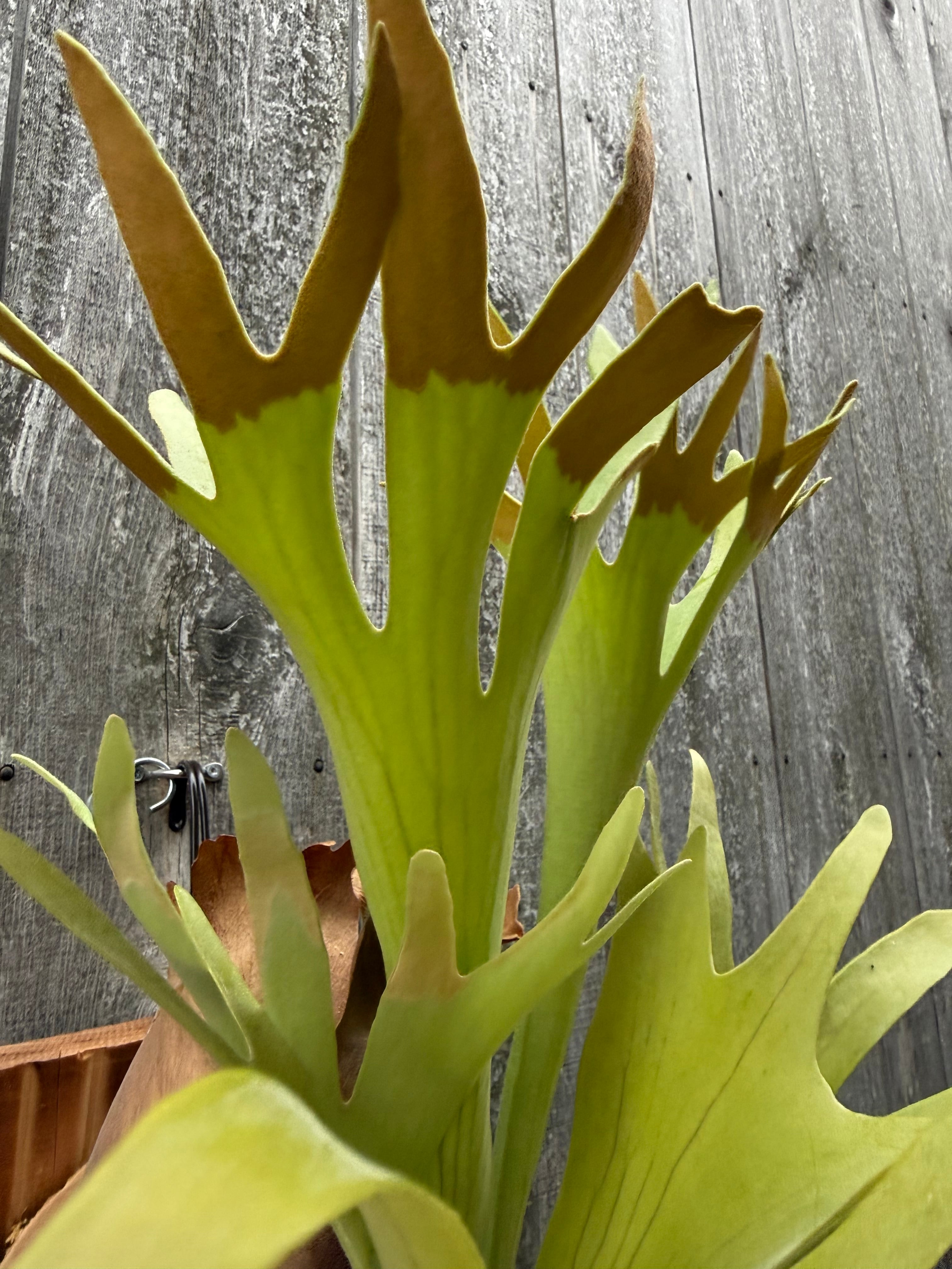 Platycerium bifurcatum Popcorn (pup) | naturefix