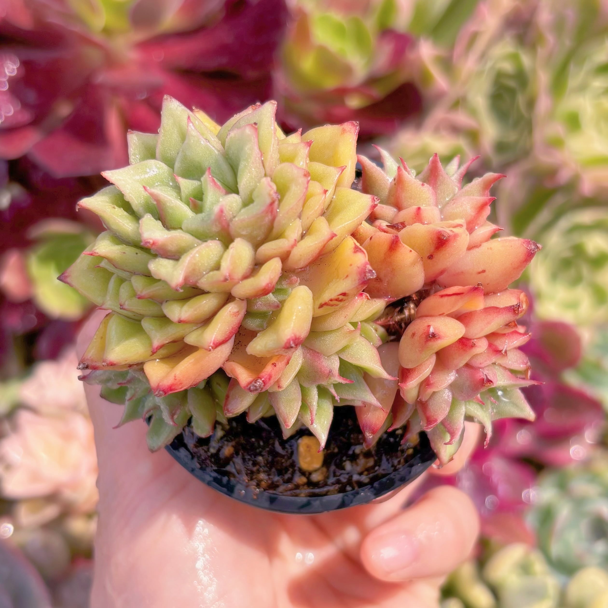 現品　爛漫染#F055　群生　稀少　るる農園