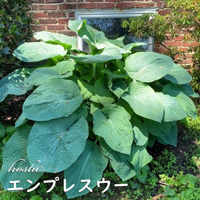 ホスタ 『エンプレスウー』 【ポット苗】 | Cocona Garden｜宿根草・山