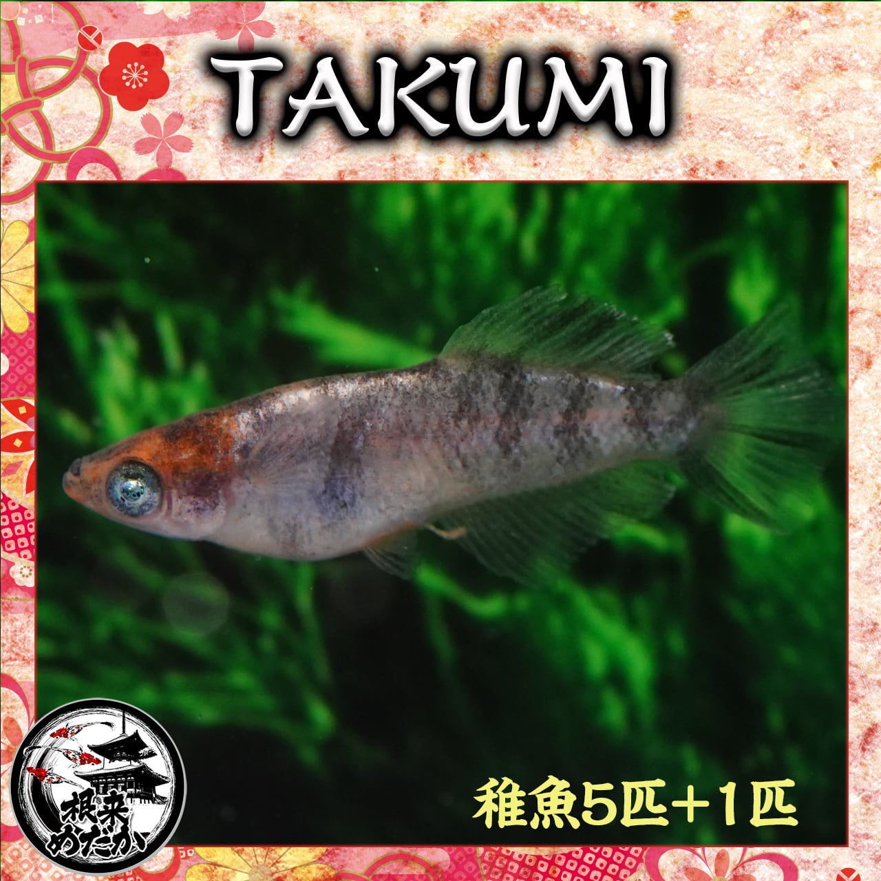 【5匹＋補償1匹】TAKUMI 　夢中めだか様直系　数量限定　最新品種