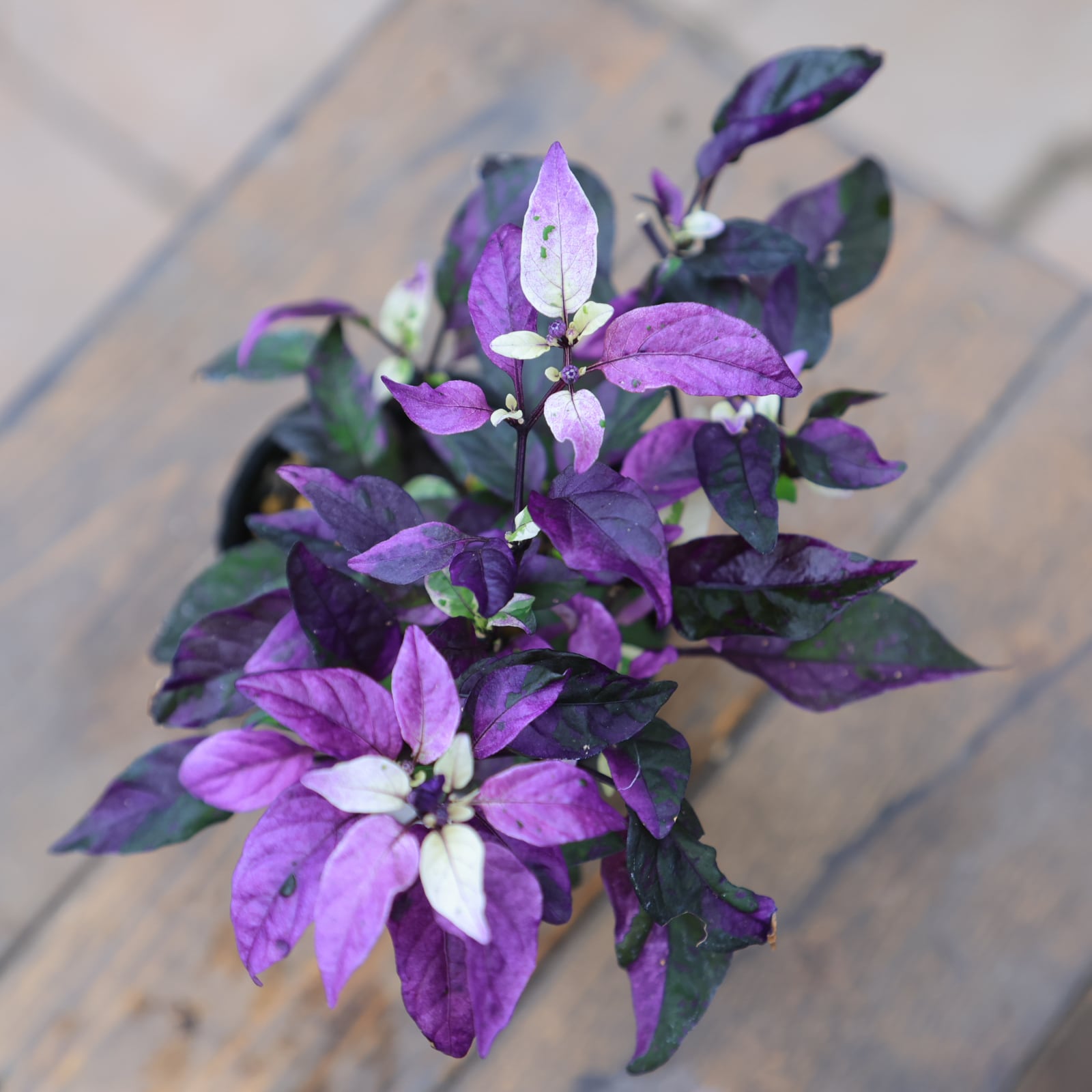 トウガラシ パープルフラッシュ○観賞用とうがらし 3号 紫の葉が美しい