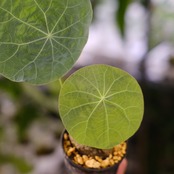 Stephania kaweesakii / ステファニア カウィーサキー⑯ / 観葉植物