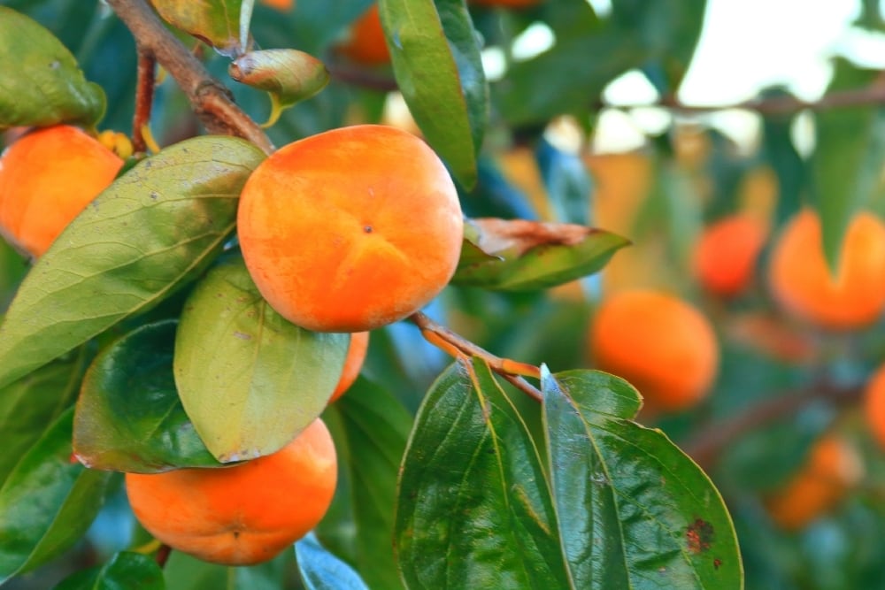 紀州産柿の葉エキス100mL×5本セット:305】無農薬有機栽培柿の葉