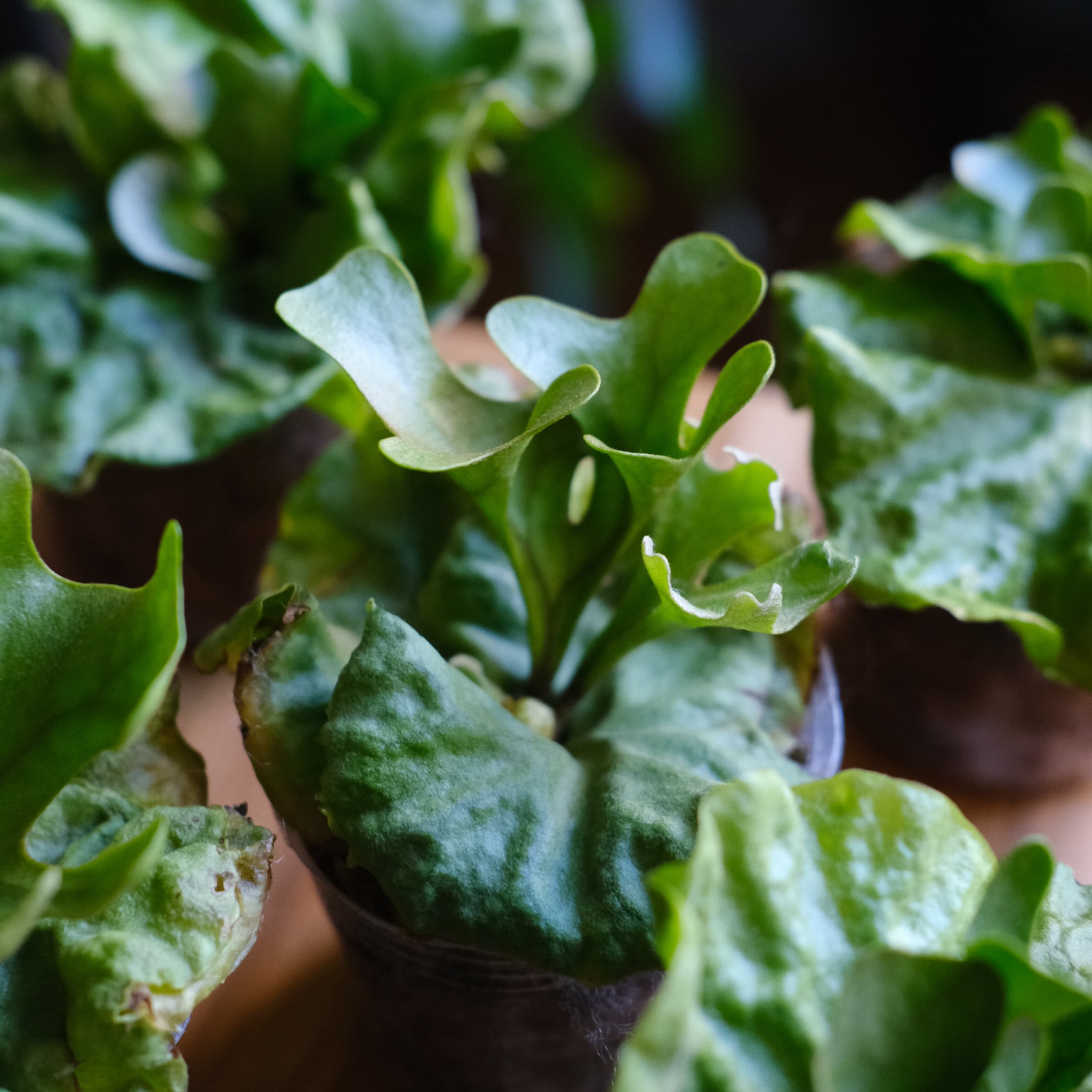 SELECT STOCK> Platycerium ridleyi var. Dwarf & Compact｜ビカクシダ