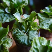 <SELECT STOCK> Platycerium ridleyi var. Dwarf & Compact|ビカクシダ リドレイ ドワーフ&コンパクト