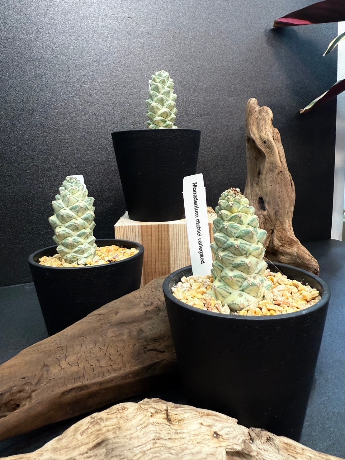 モナデニウム リチェイ錦 多肉植物 3.5号 | 観葉植物と雑貨のお店