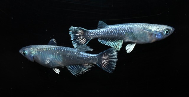 メダカ 青蝶光体型 1ペア 俺のめだか倶楽部