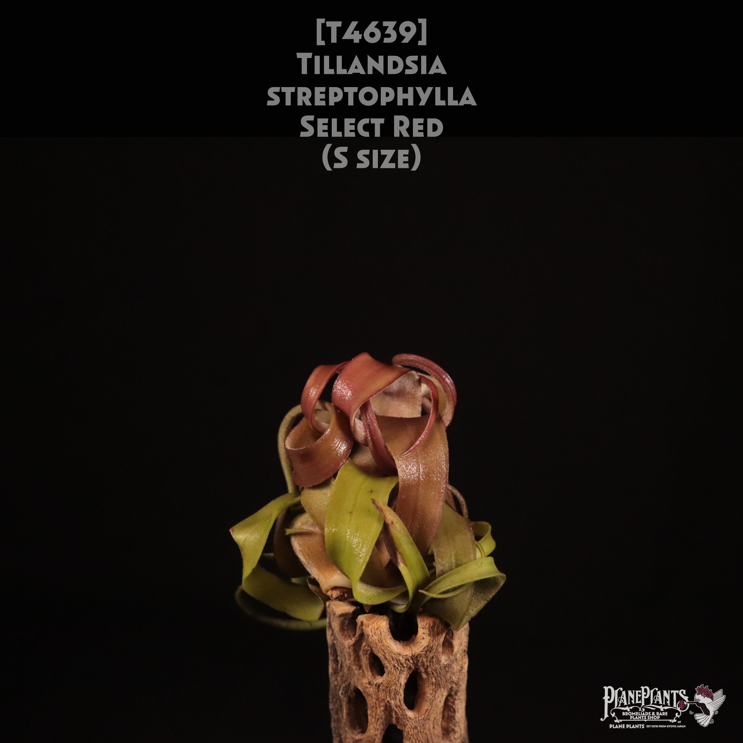 【送料無料】streptophylla select Red S〔エアプランツ〕現品発送T4639