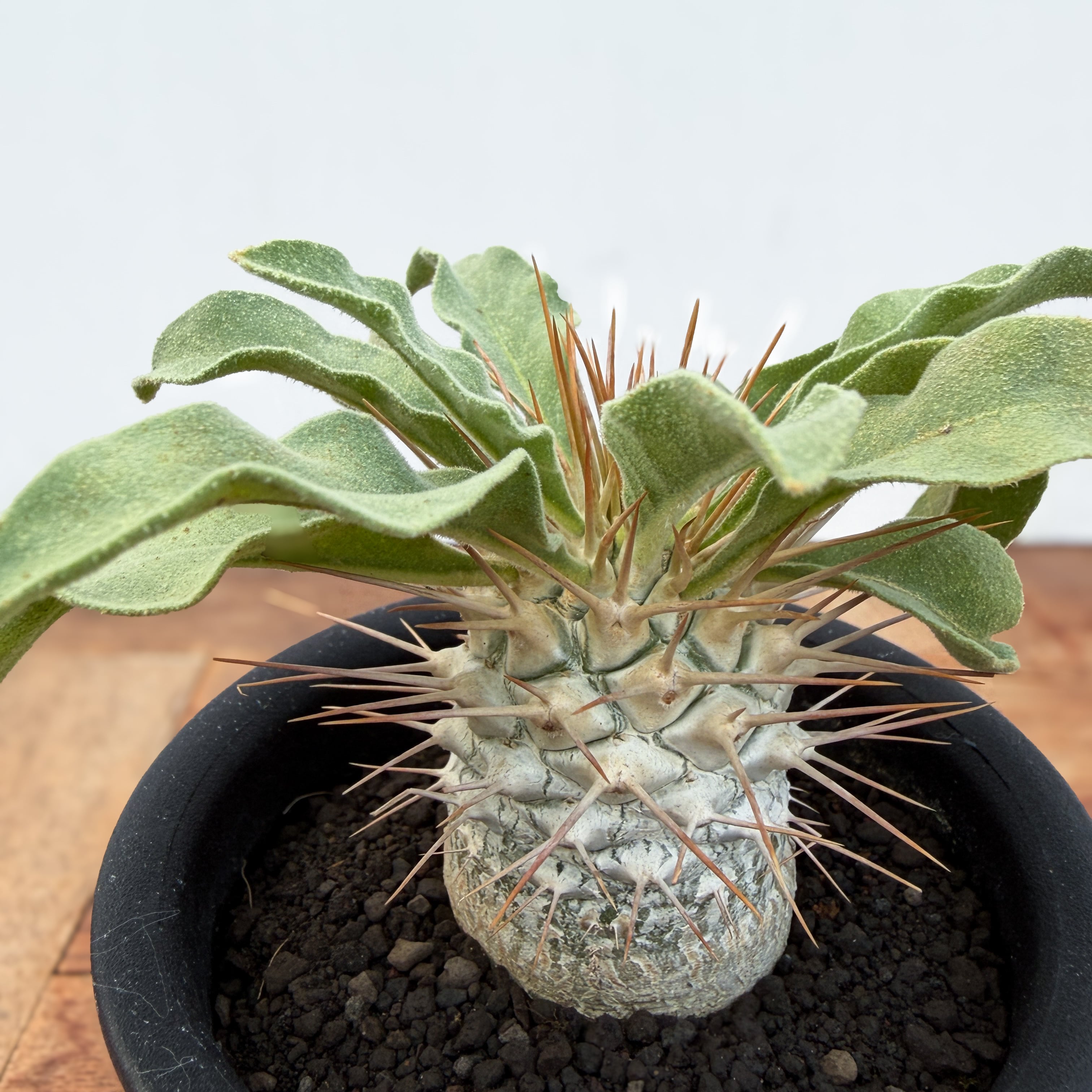 Pachypodium namaquanum【パキポディウム・ナマクアナム・光堂・実生