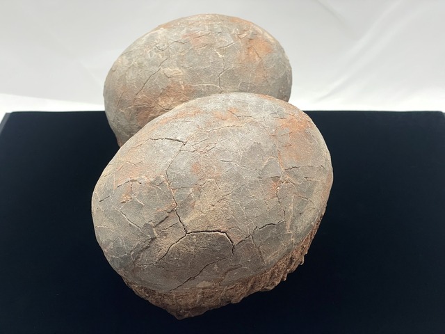 恐竜の卵の化石（レプリカ）