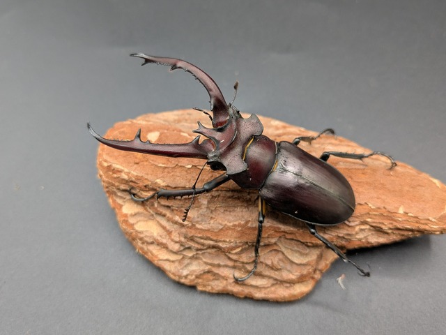 タイワンミヤマ　♂73ｍｍ♀33ｍｍ