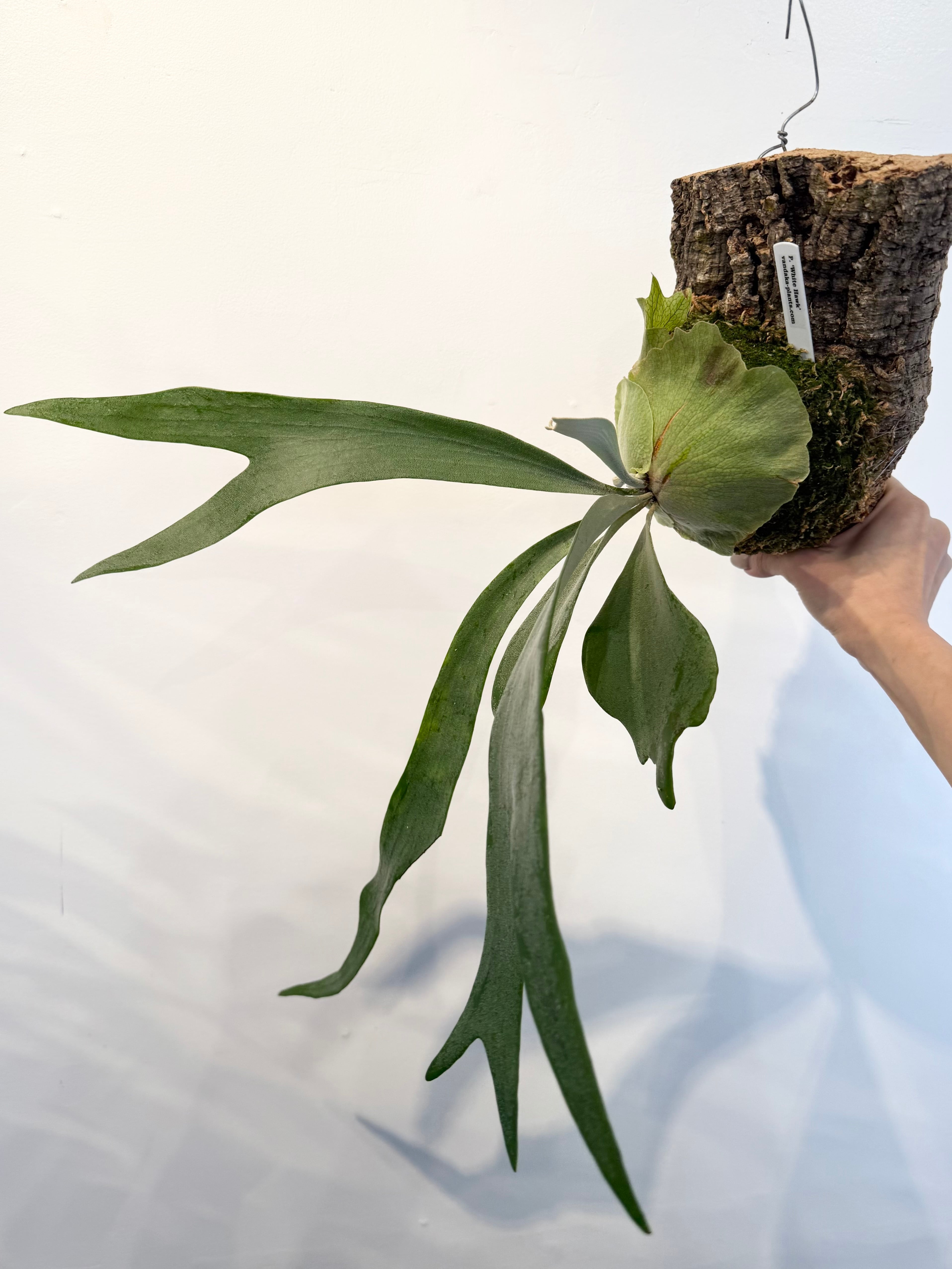 【お取引先決まりました】ビカクシダ　White hawk (OC) Plantsとバー João | 🌿 Platycerium 'White Hawk'（ホワイトホーク