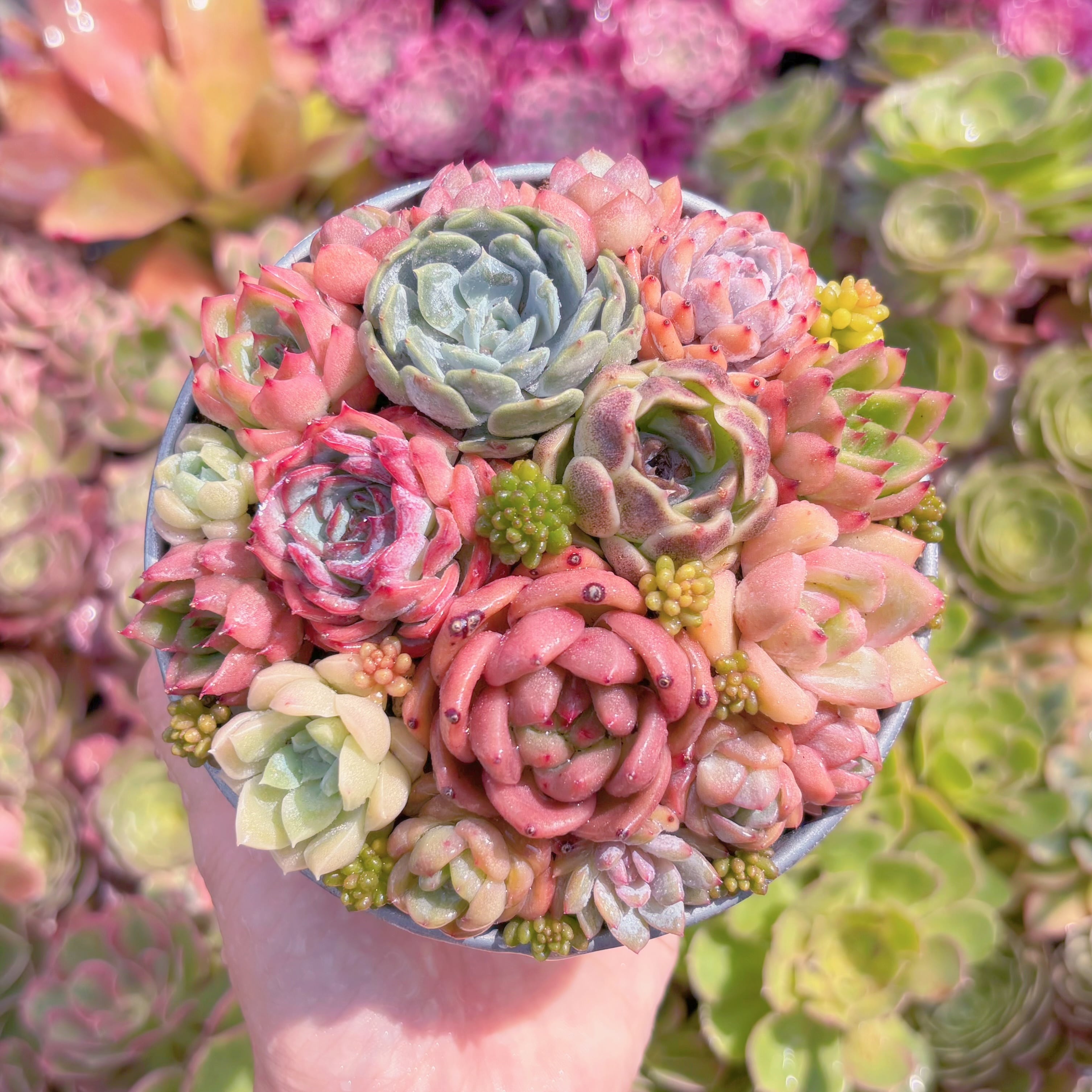 現品　寄せ植えセット#M022　るる農園