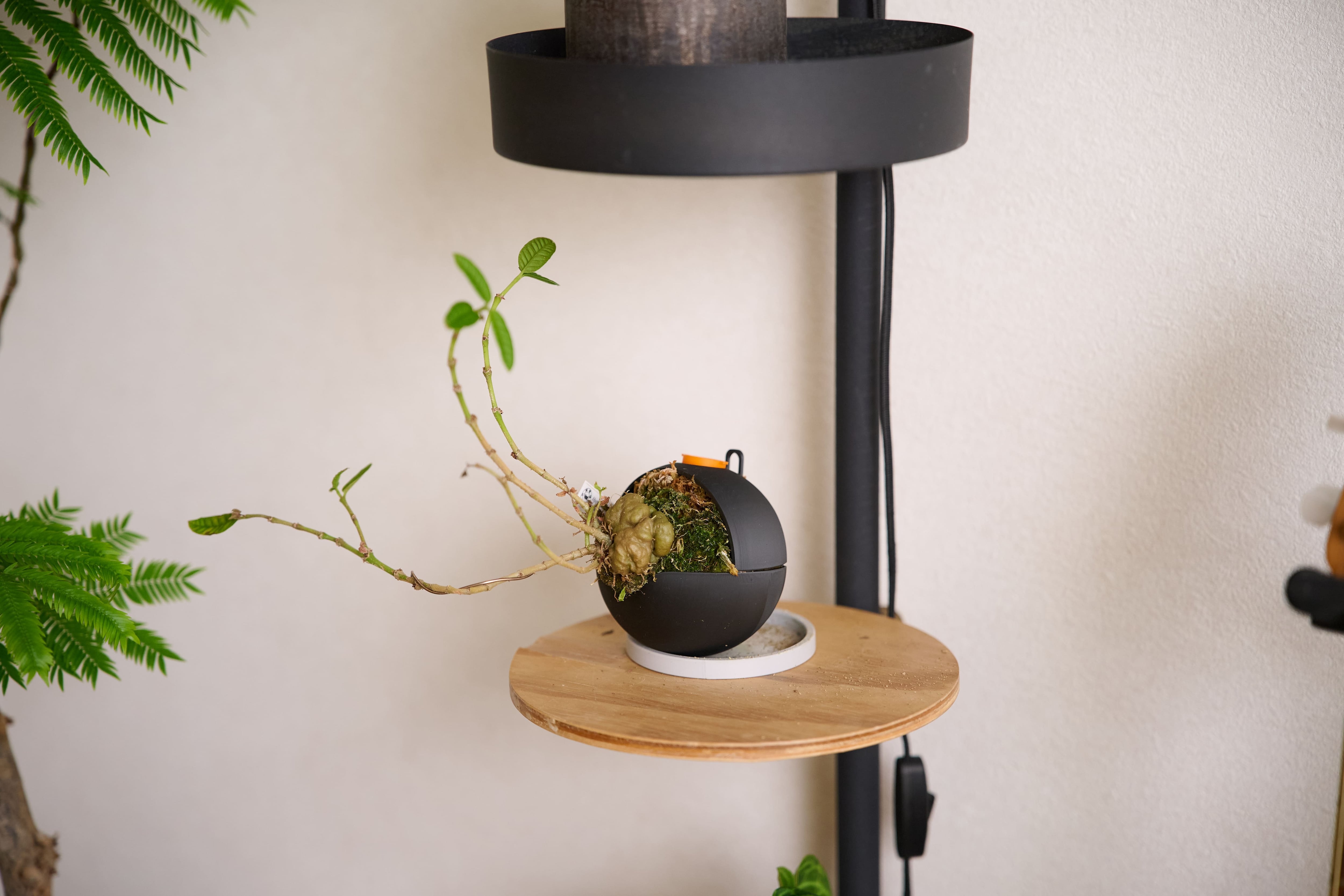 BIKAKU POD S - 水が垂れないビカクシダ育成用ポッド | TOKYO