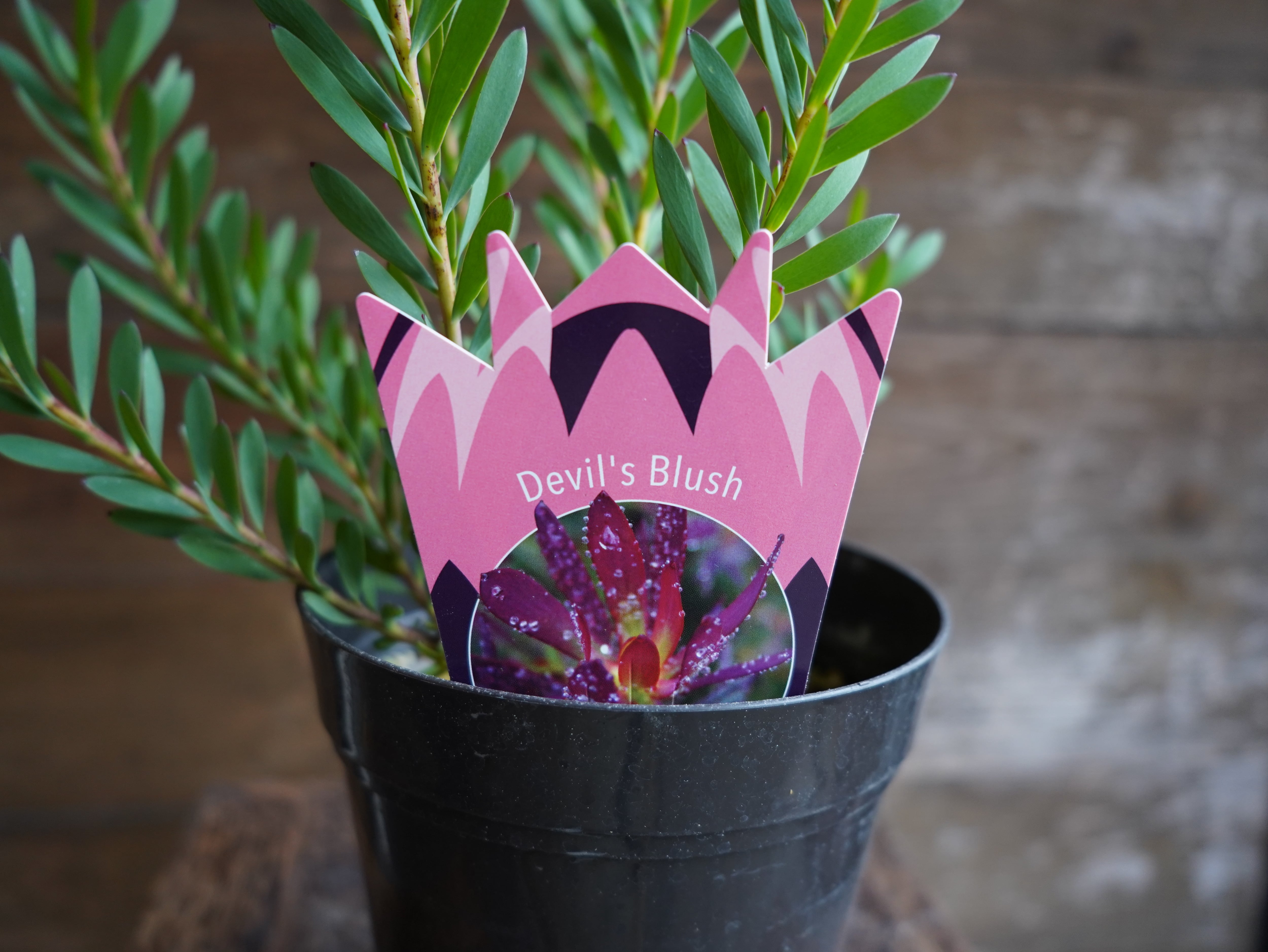 【現物】リューカデンドロン　”Devils Blush”