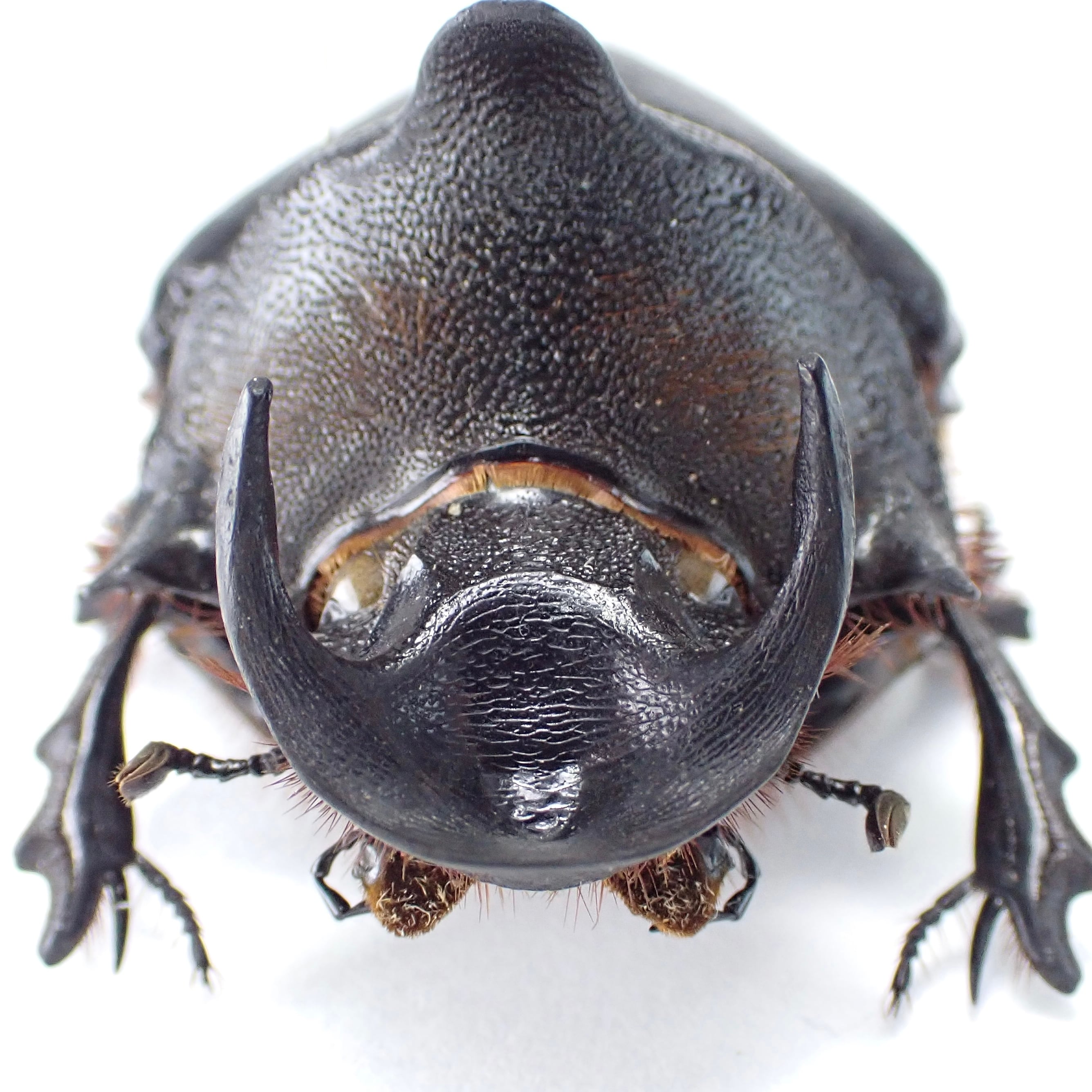 タンザニア産 Heliocopris andersoni ♂ 46mm | 昆虫標本 Diggers