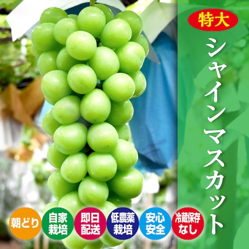 大きなシャインマスカット約2kg2房入り『朝どり・冷蔵保存なし』