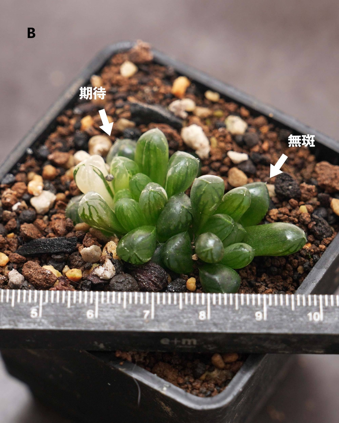 抜き苗 特ダルマオブツーサ錦 舞姫 無斑+並斑 Haworthia obutusa 'Maihime'