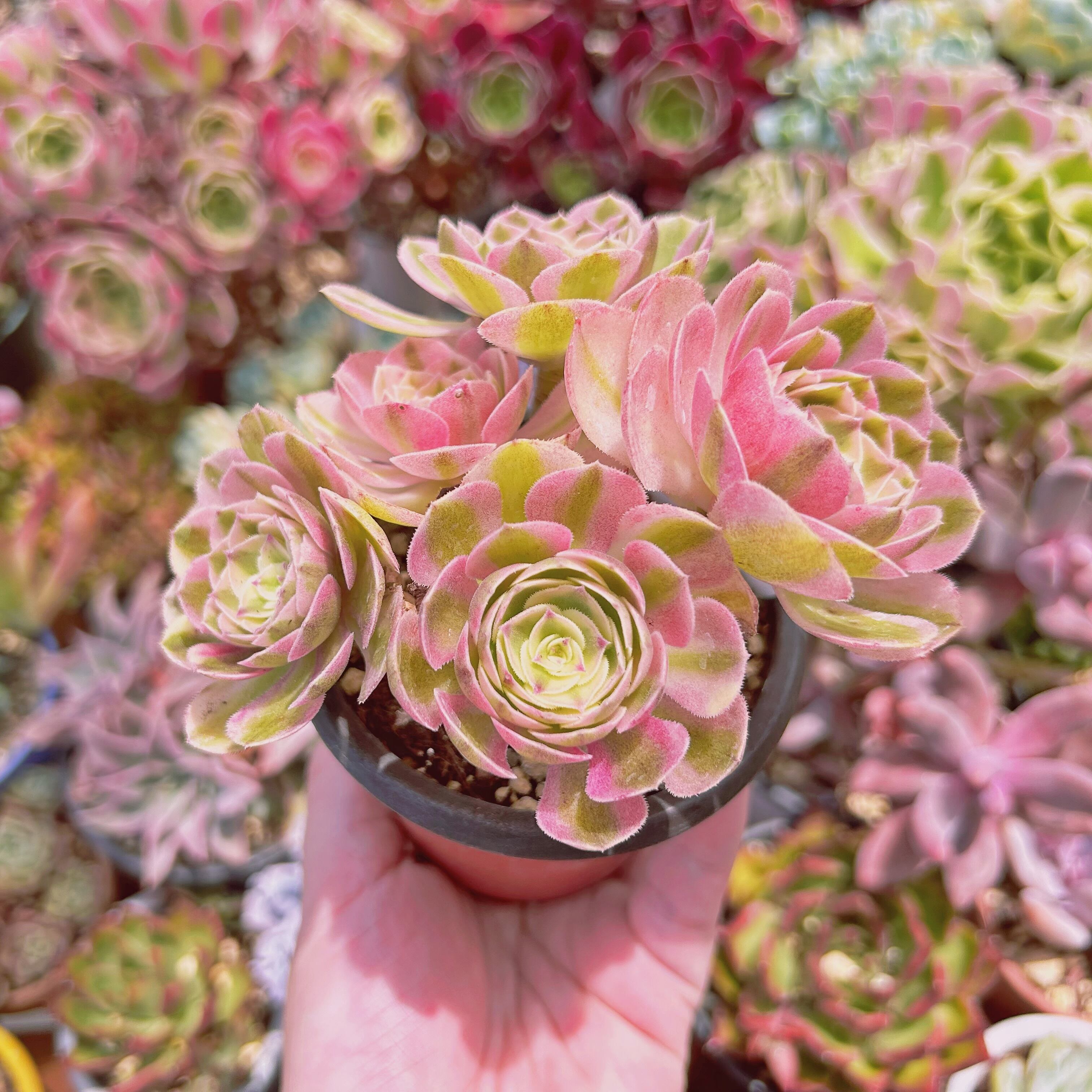 2207現物 多肉植物 ハロウィン白錦(Aeonium) 抜き苗 | るる農園