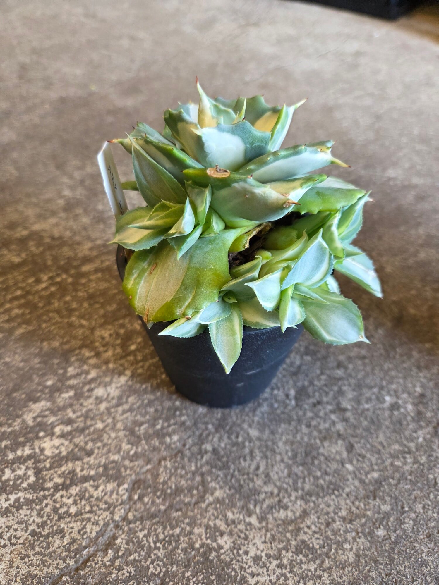 P. veitchii AR #1 (pup) Select 【artPLANTs】 ビカクシダ/コウモリ