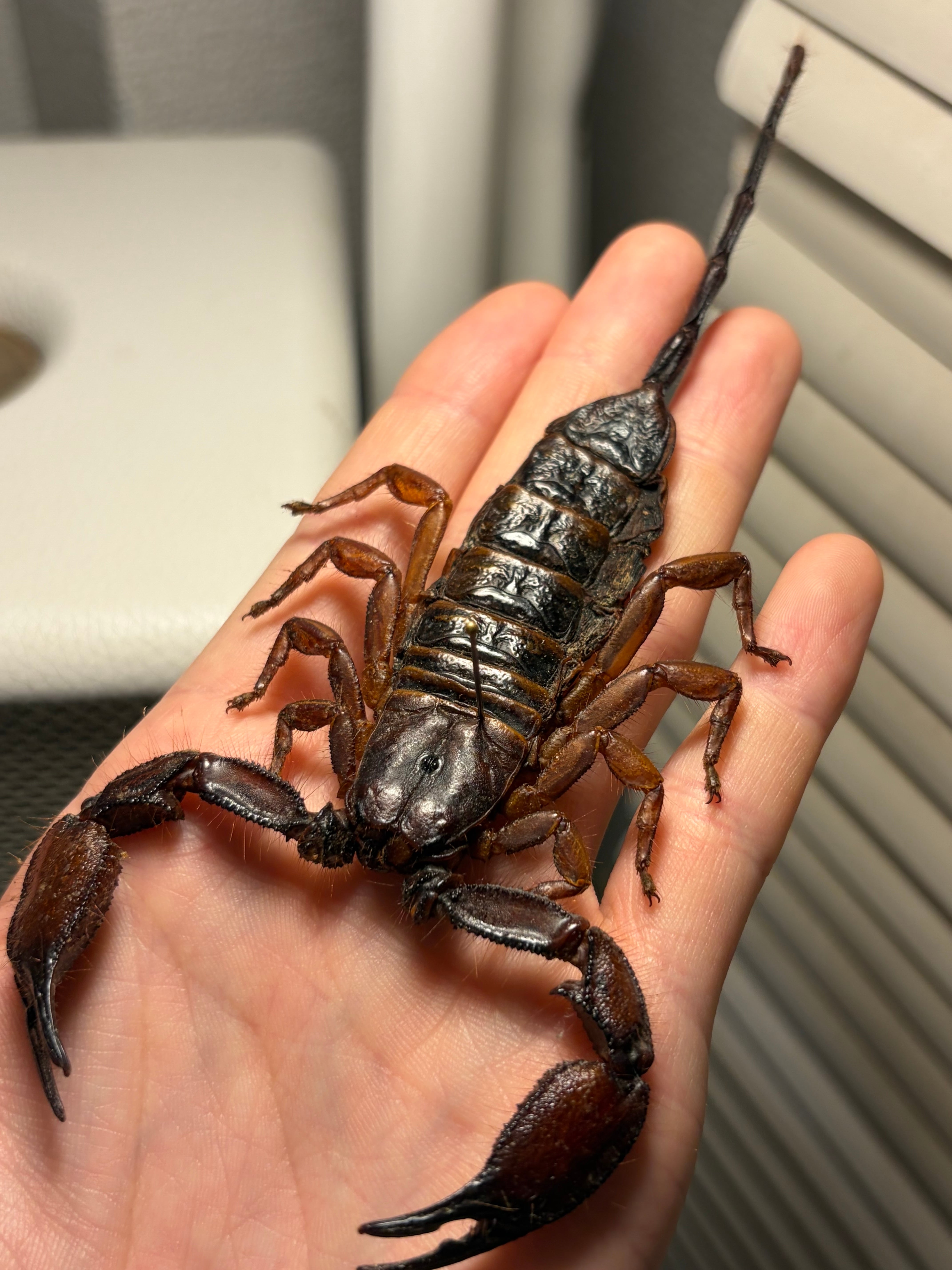 標本、昆虫、カブトムシ、サソリ、クモ 標本 | オモニキチュウ