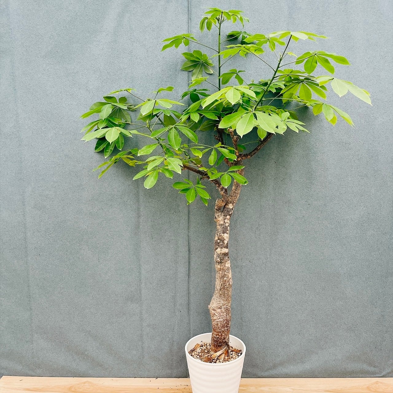 現品　トックリキワタ　南米桜　観葉植物　徳利木綿　落葉樹　インテリアグリーン 現品］☆珍しい☆ 19番 トックリキワタ 8号 南米桜 観葉植物 レア 徳利