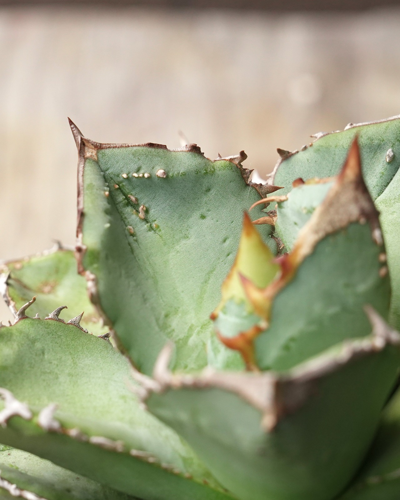 【PREMIUM】 抜き苗 アガベ チタノタ 鰐亀 親株 Agave 'Alligator Snapper'