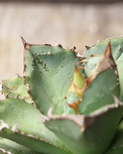 【PREMIUM】 抜き苗 アガベ チタノタ 鰐亀 親株 Agave 'Alligator Snapper'