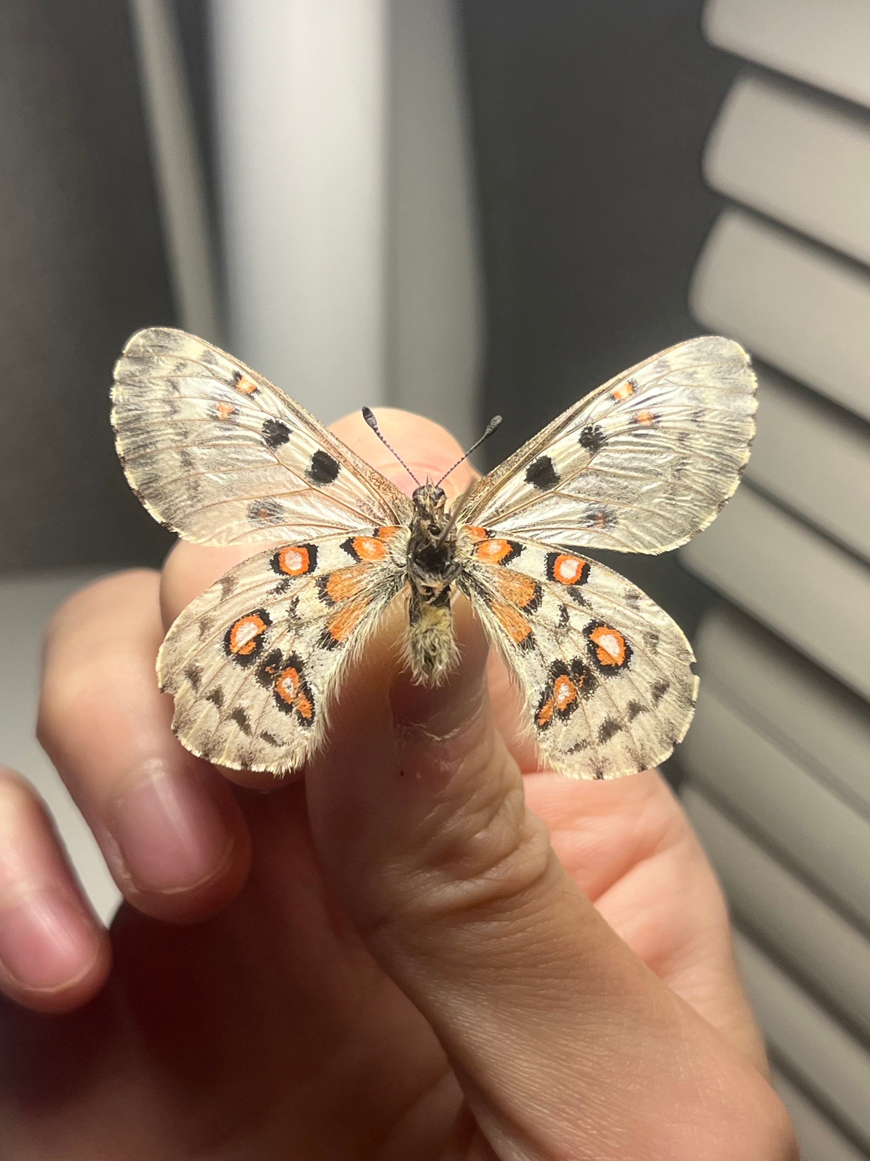 発色良！　パルナシウス ノミオン コイワヤイ　蝶　標本 発色良！ パルナシウス ノミオン コイワヤイ 蝶 標本 発色良