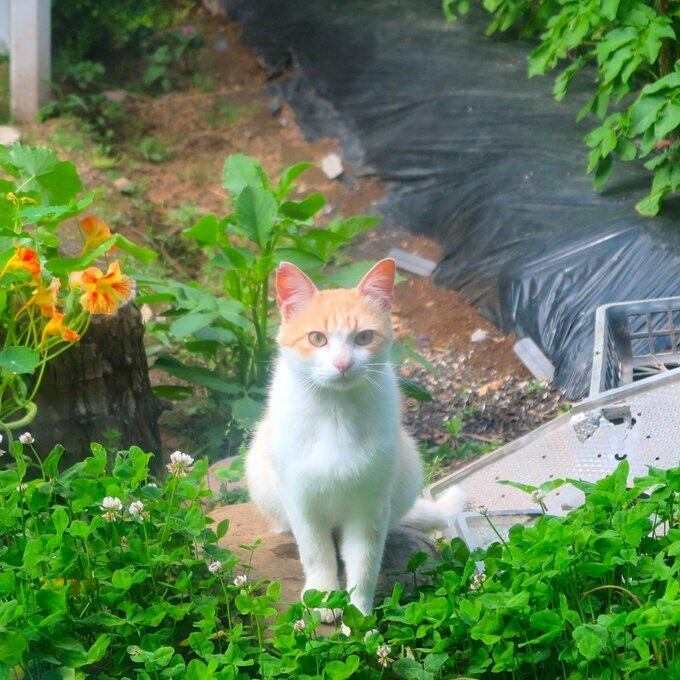 【一点物】✦⋆.八ヶ岳の森の贈り物 ✦⋆.·考える猫と桜の木とルチルクォーツのアロマボトルネックレス ⋆.·✦