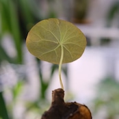 Stephania kaweesakii / ステファニア・カウィーサキ⑰ / 観葉植物<育て方・花言葉>