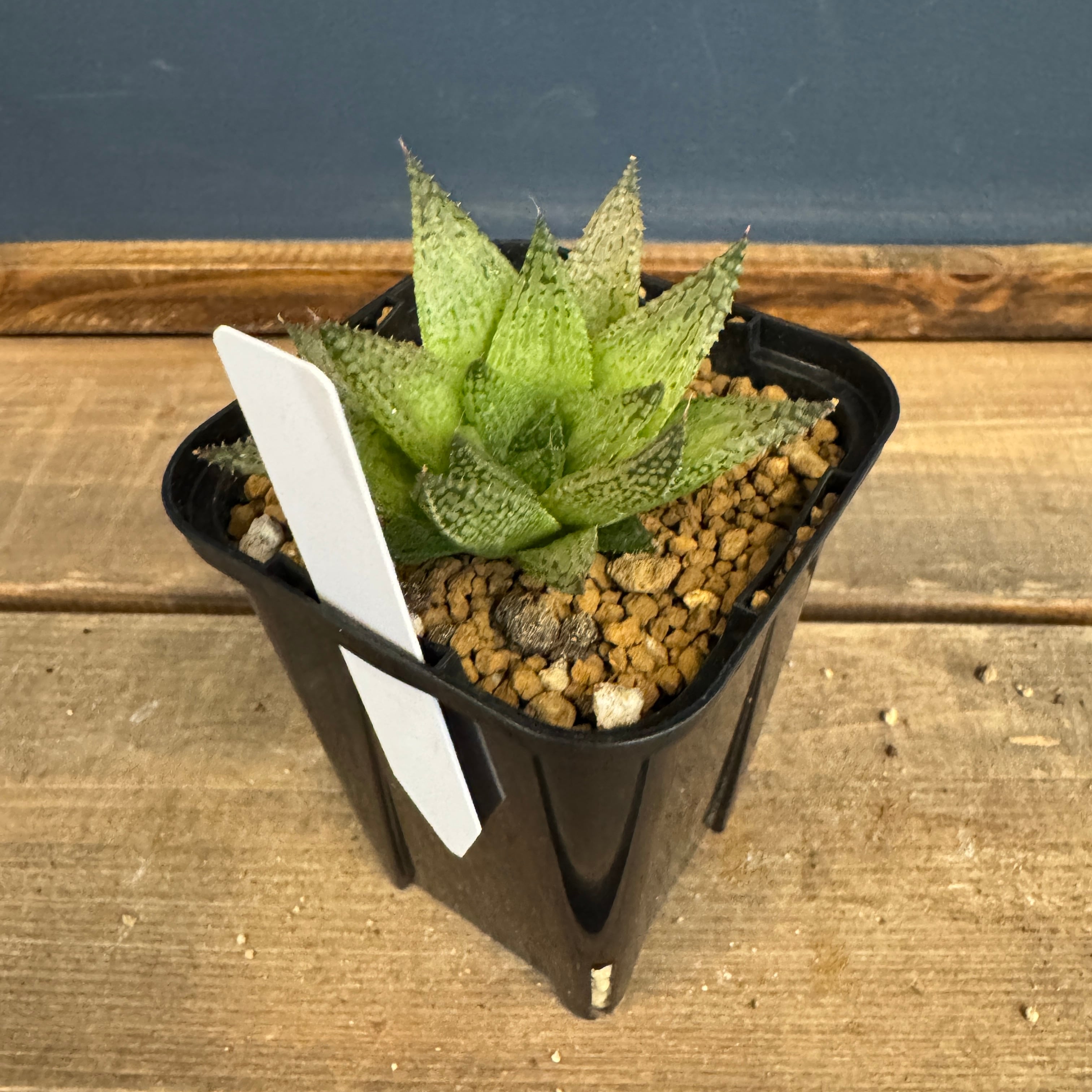 ハオルチア ハイブリット ティンゴジラ【630】 | PROTOLEAF プロトリーフ