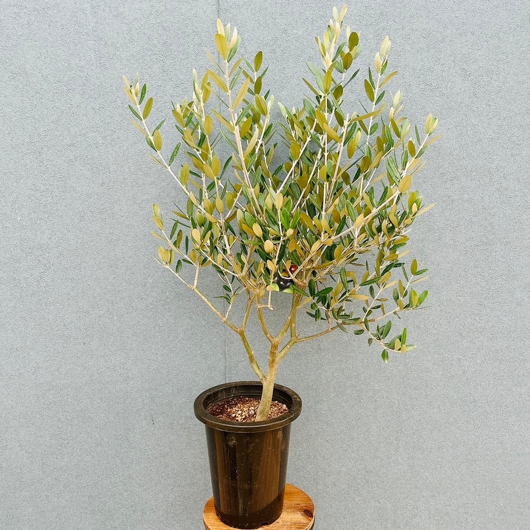 現品］H ユッカ エレファンティペス 斑入り 10号 観葉植物 室内 大型