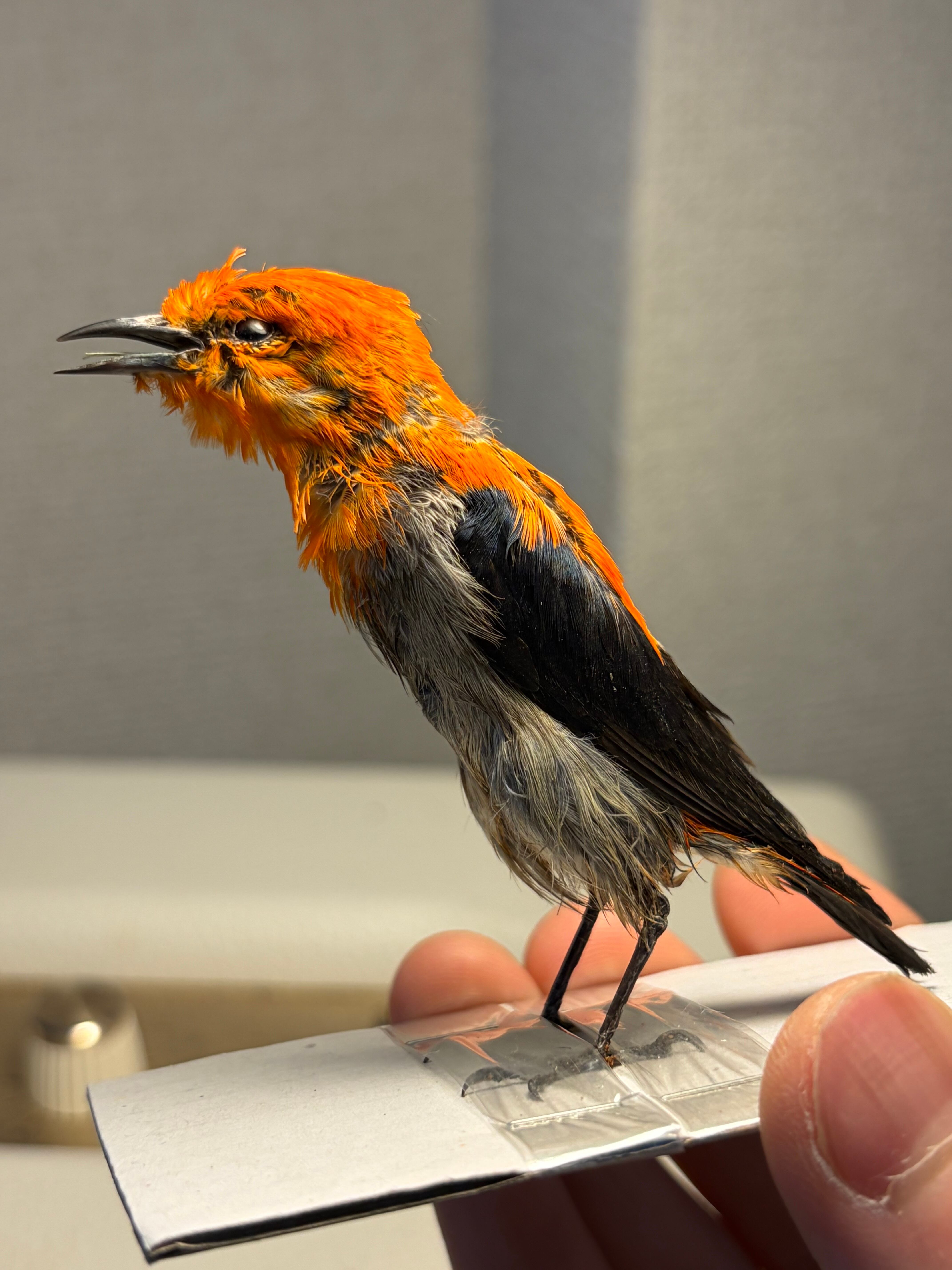 【鳥剥製】ズグロゴジュウカラ インコ フクロウ カラス オウム ハト 木彫り 鳥剥製】ショウジョウハナドリ インコ フクロウ カラス オウム ハト