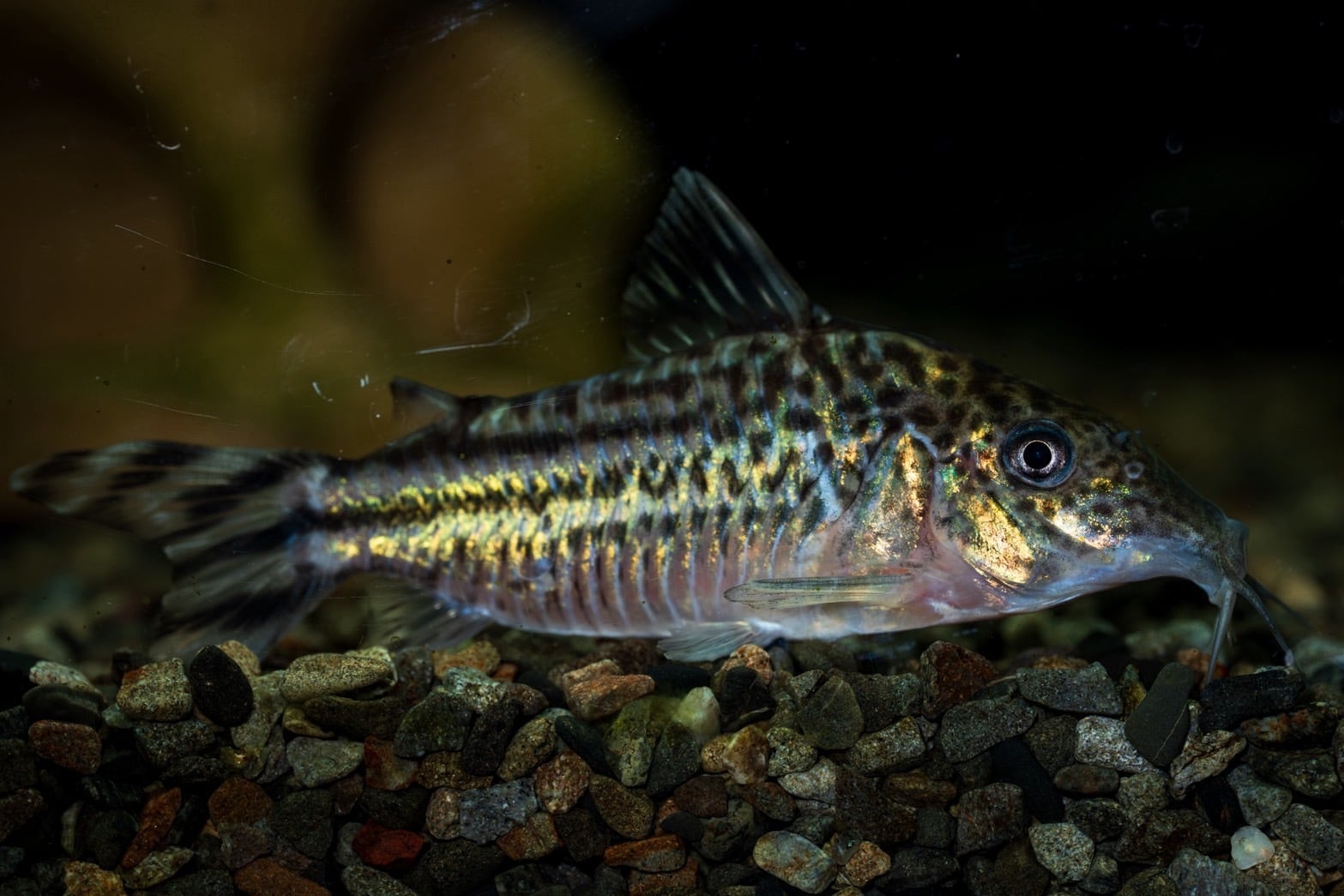 Biokimia(バイオキミア) ミズゴケ 5A ニュージーランド産 150g | AquaFocus