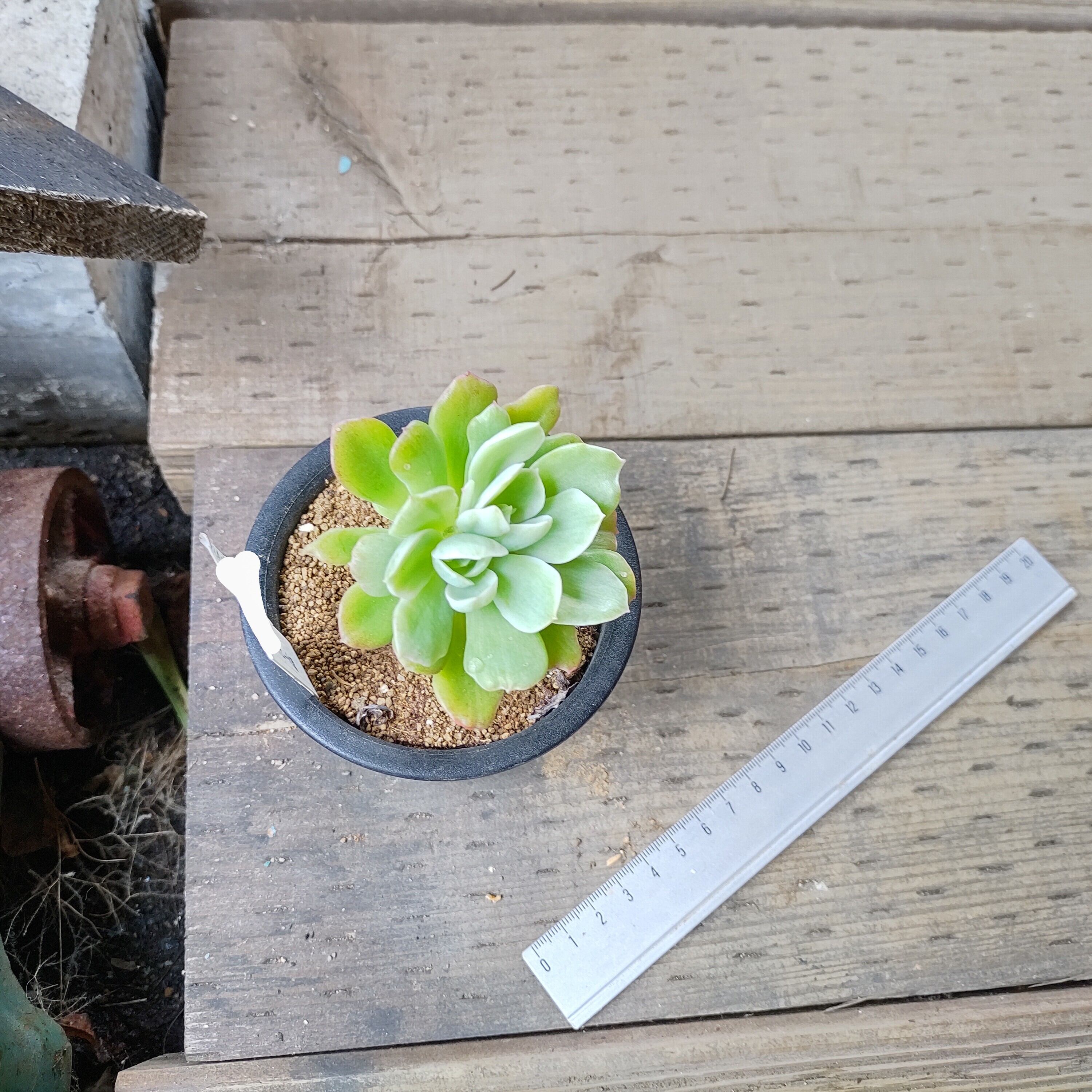 レモンローズ錦 | RuPo 多肉植物専門店