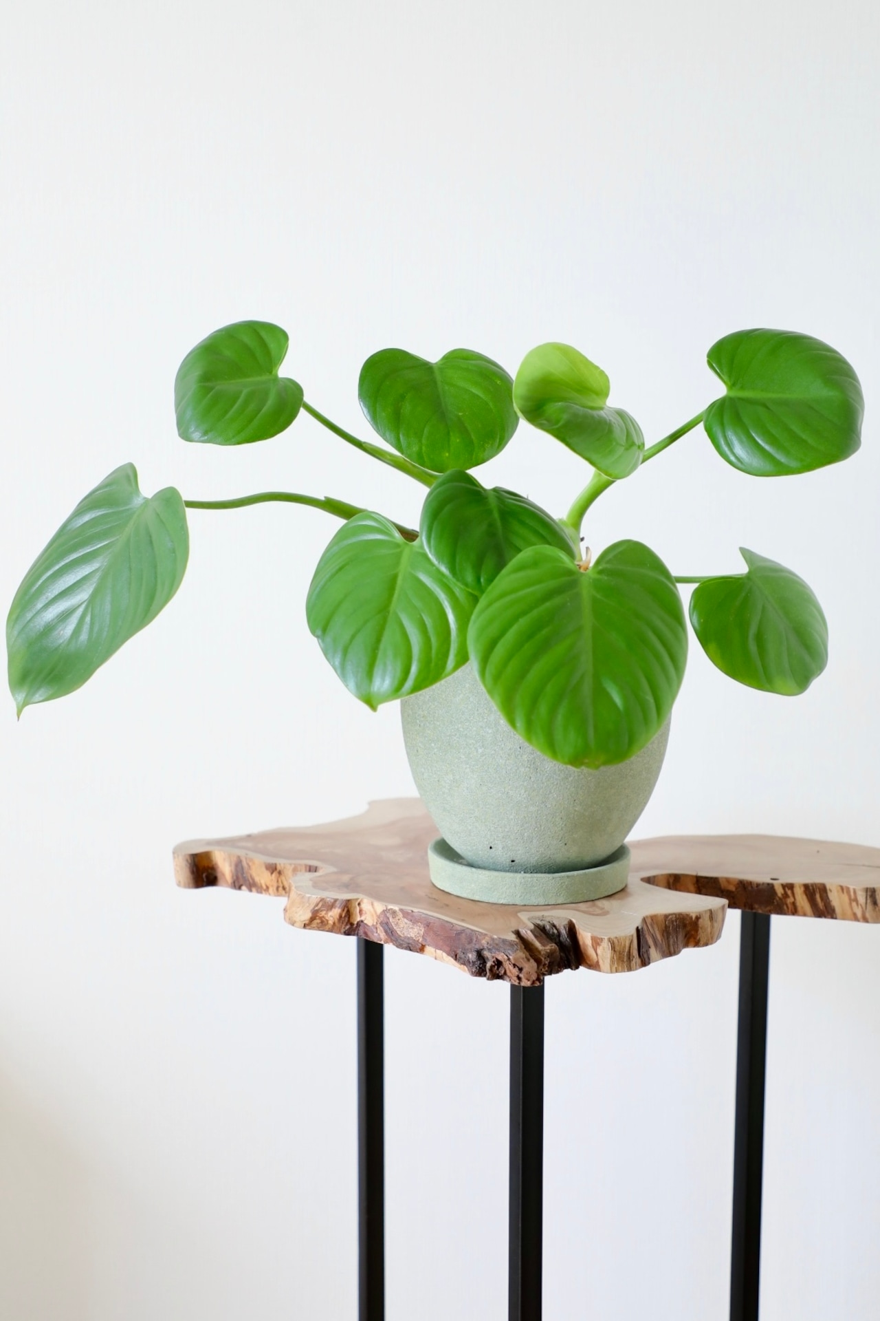 フィロデンドロン ピッチェリー/Philodendron pittieri　※陶器鉢付き