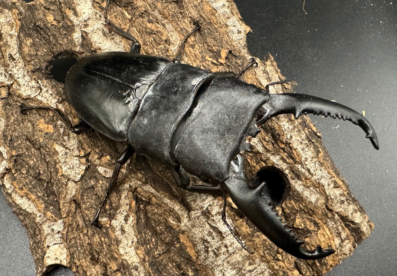 【WD】《パラワンオオヒラタ 97mm ペア》