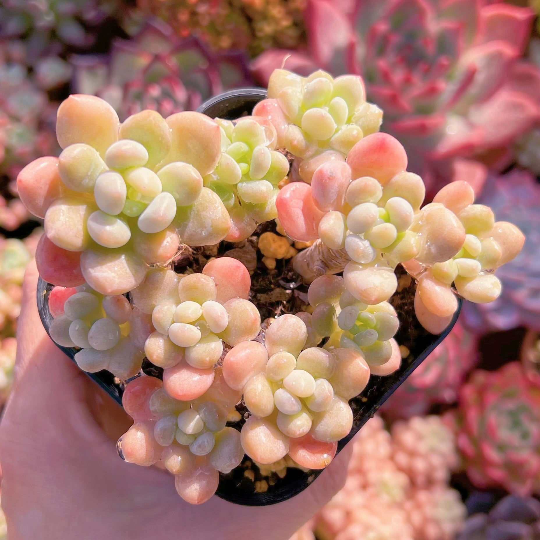 現品　ロココ#227　古株　るる農園