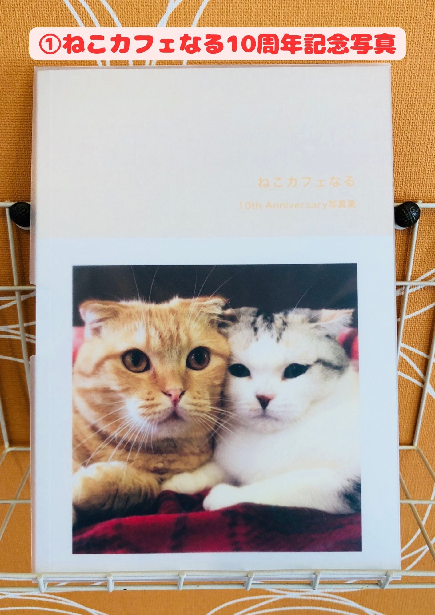 ねこカフェなる写真集 各種 | ねこｶﾌｪなる ｜長野の猫カフェ