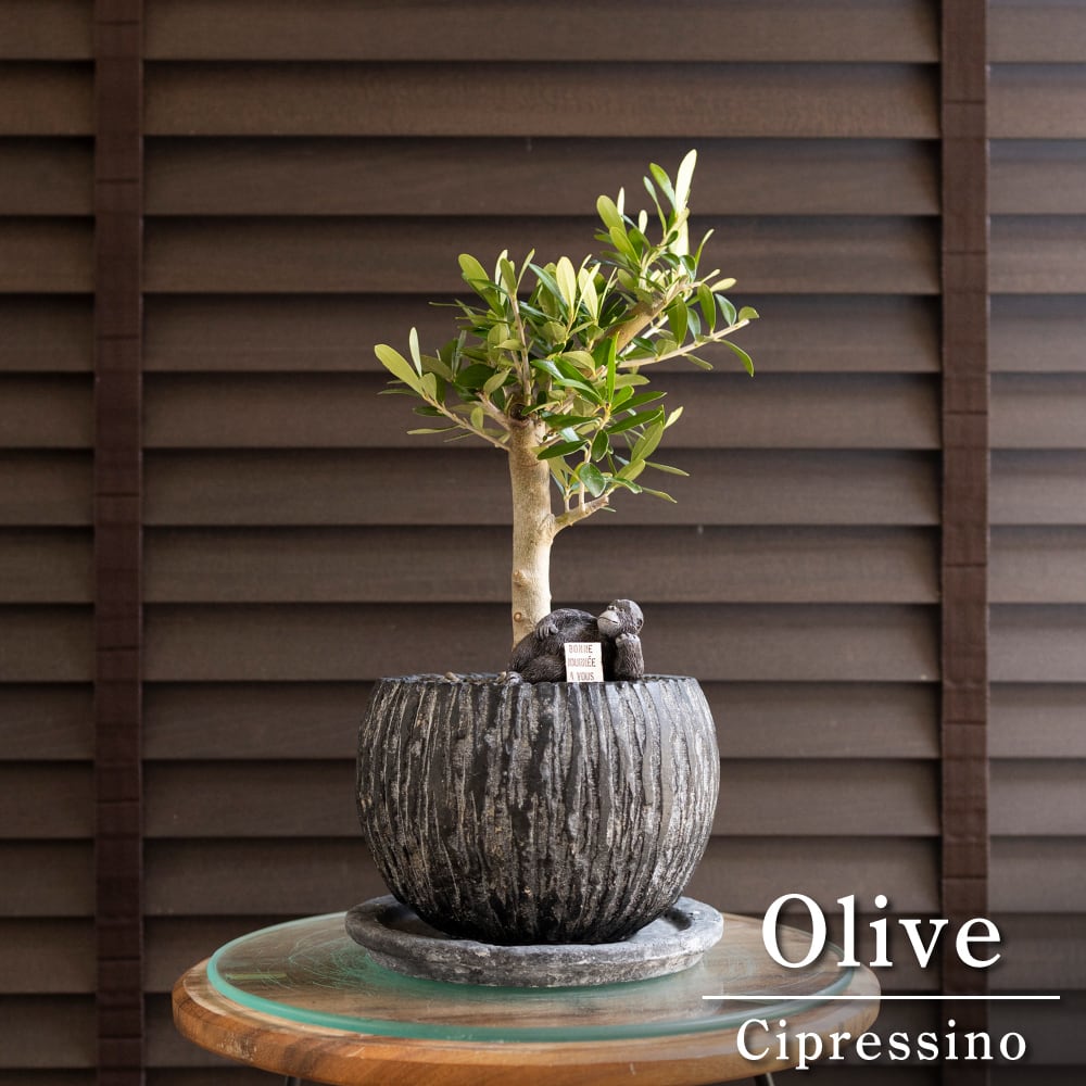 母の日プレゼント♪ Olive オリーブの木 アルベキーナ オリーブ 観葉