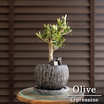Olive オリーブの木 Cipressino シプレッシーノ 5号 盆栽 オリーブ 陶器鉢 0613BK