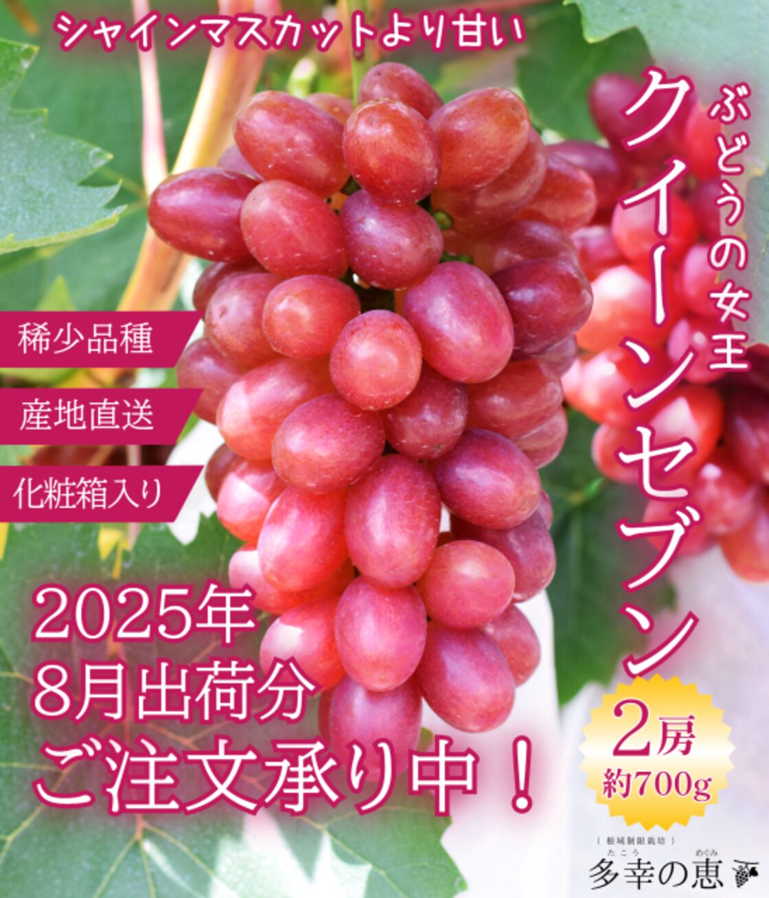 食品 9月中頃終了予定:シャインマスカット（粒）約5kg