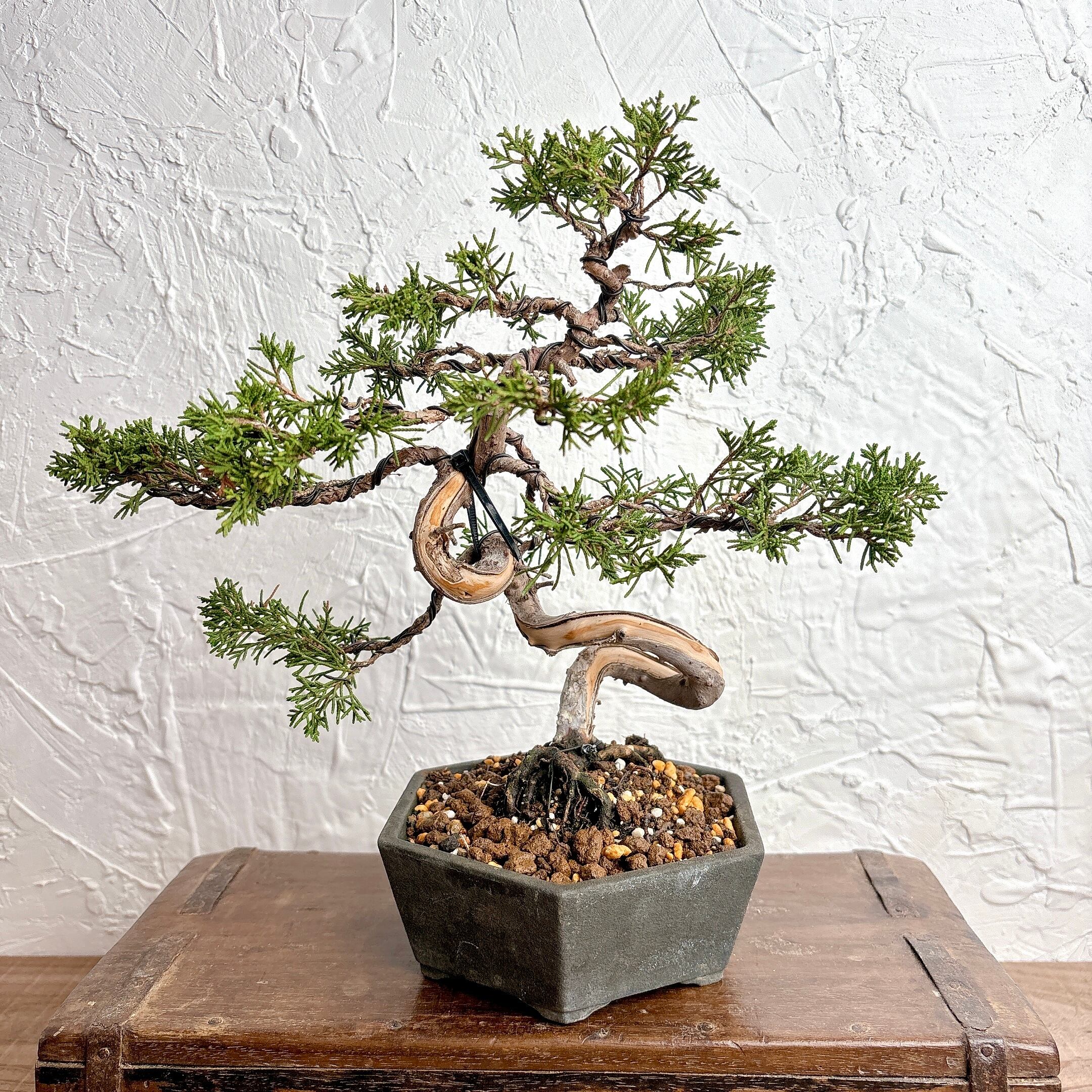 盆栽 真柏 盆栽鉢 植物 くらわ