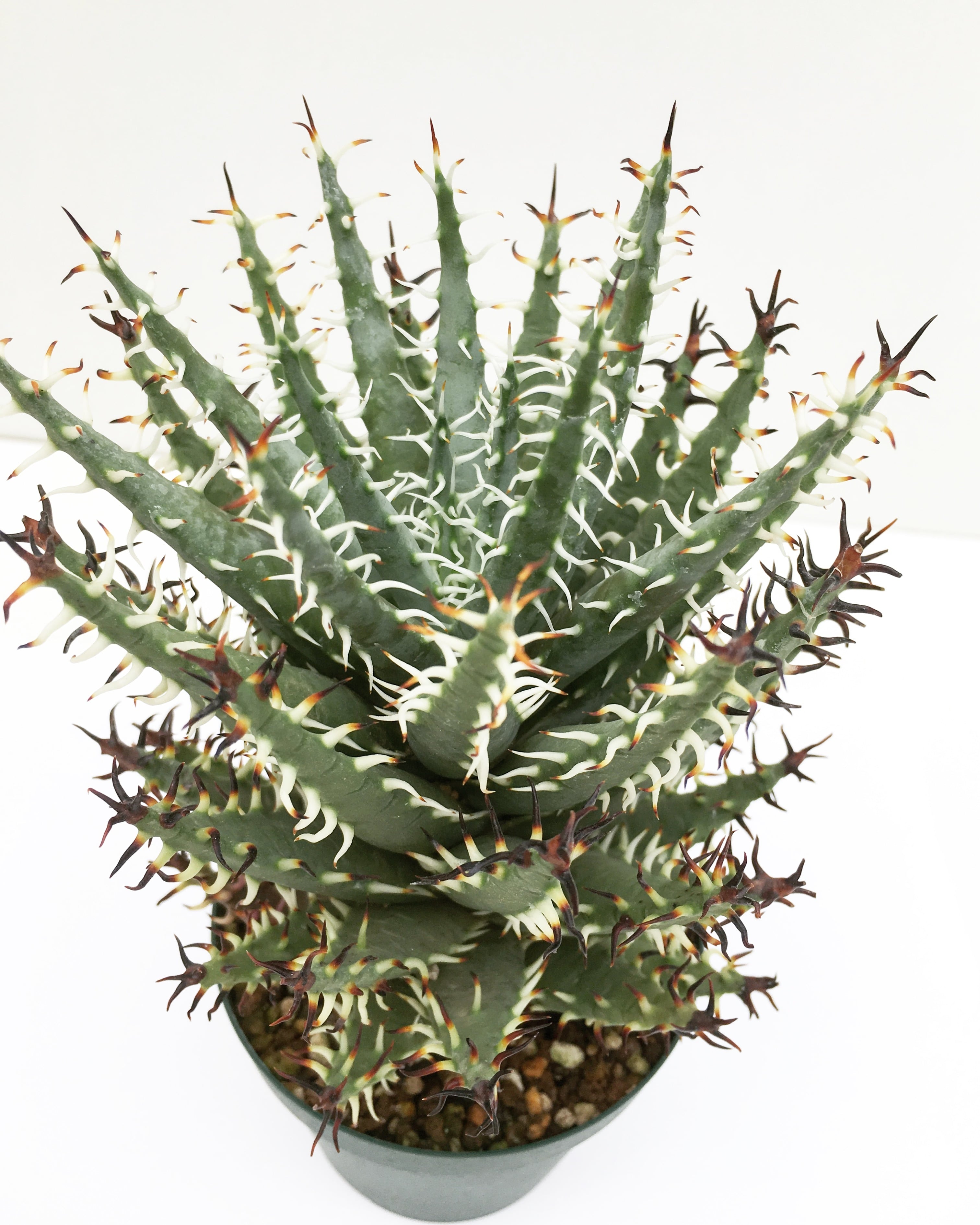 エリナケア Aloe erinacea 稀少アロエ 十株-