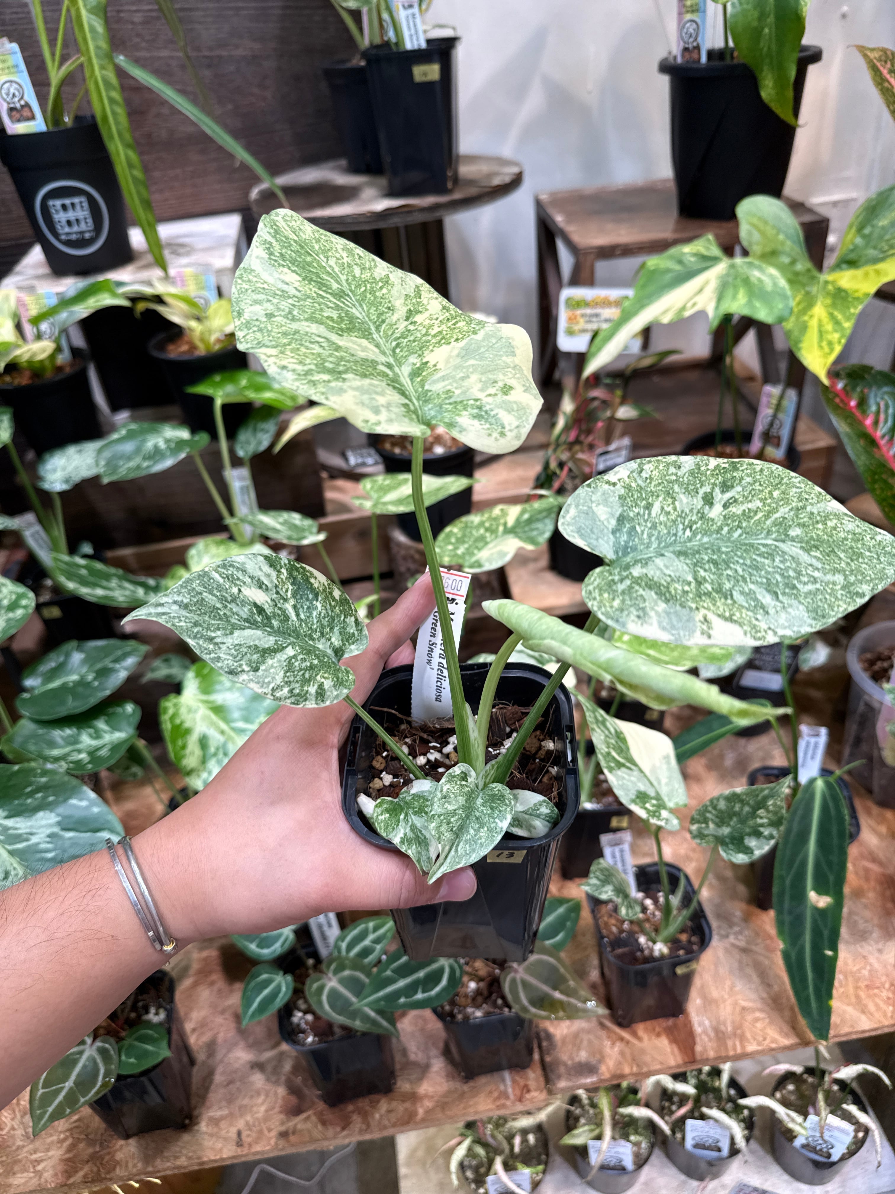 13. モンステラ デリシオサ グリーンスノー / Monstera D. 'green snow